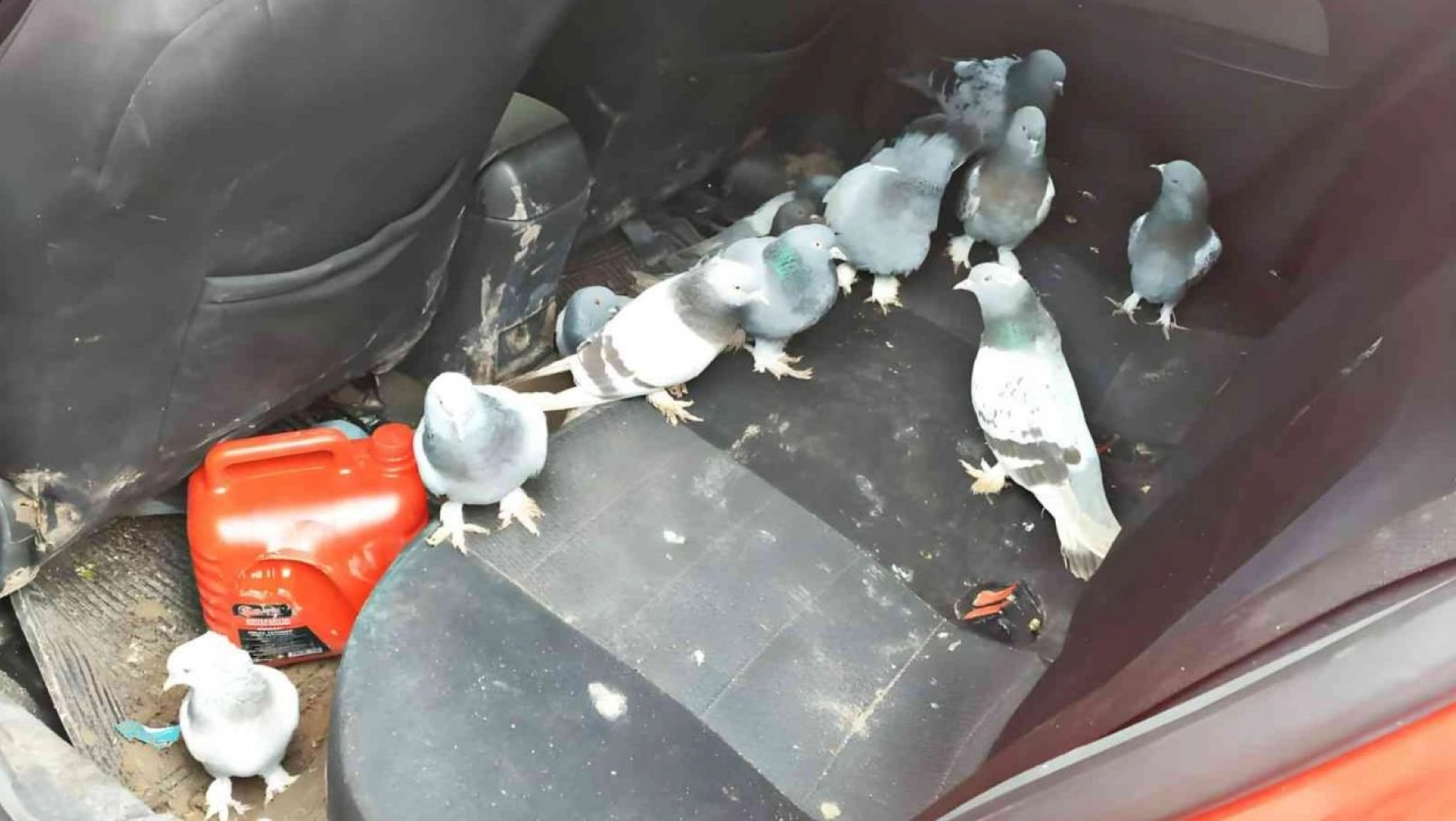 Güvercin hırsızları polisten kaçamadı