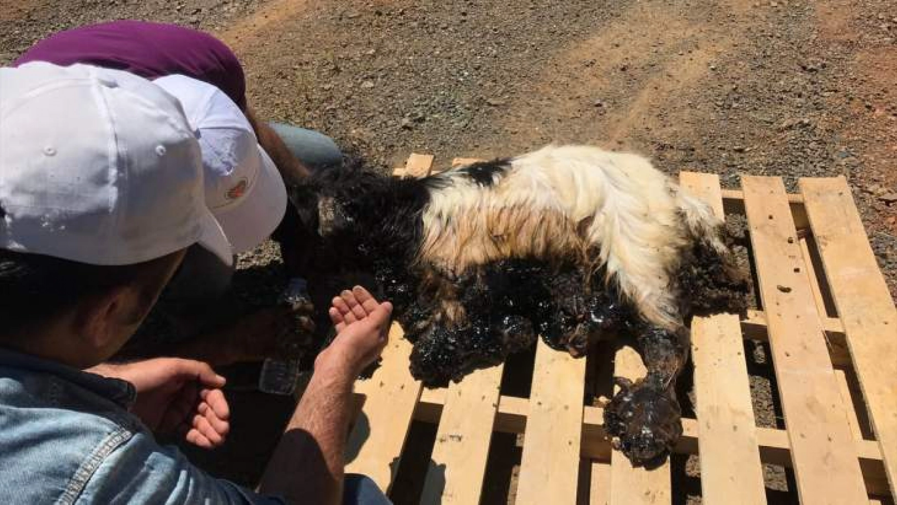 Zifte yapışan keçi belediye ekiplerince kurtarıldı