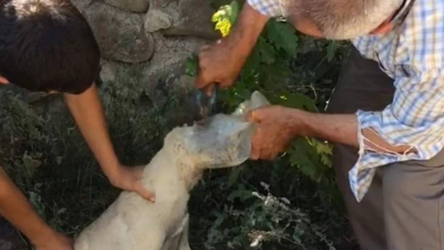 Kafası şişeye sıkışan yavru köpek kurtarıldı