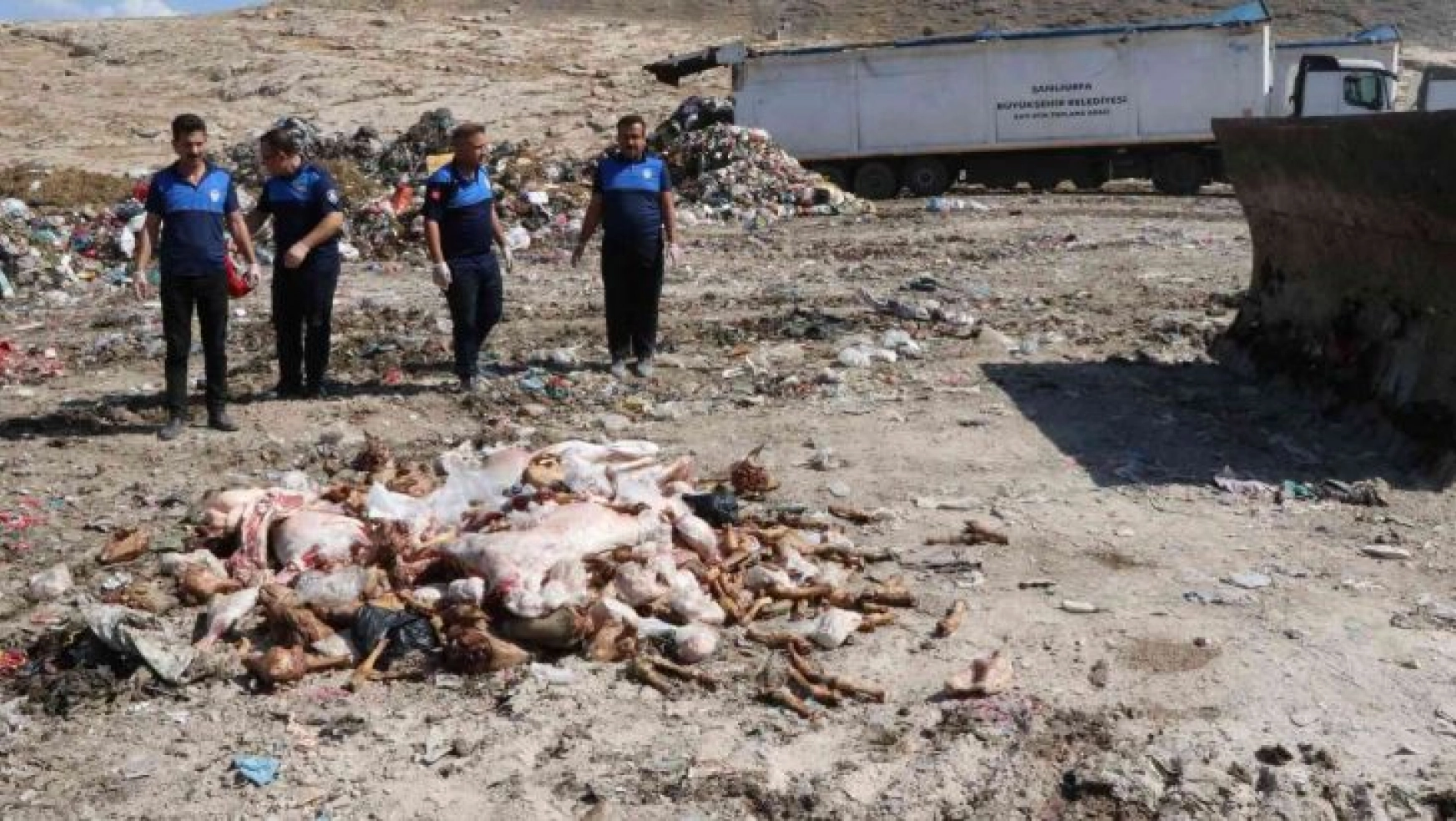 Haliliye' de bozuk 3 ton et imha edildi