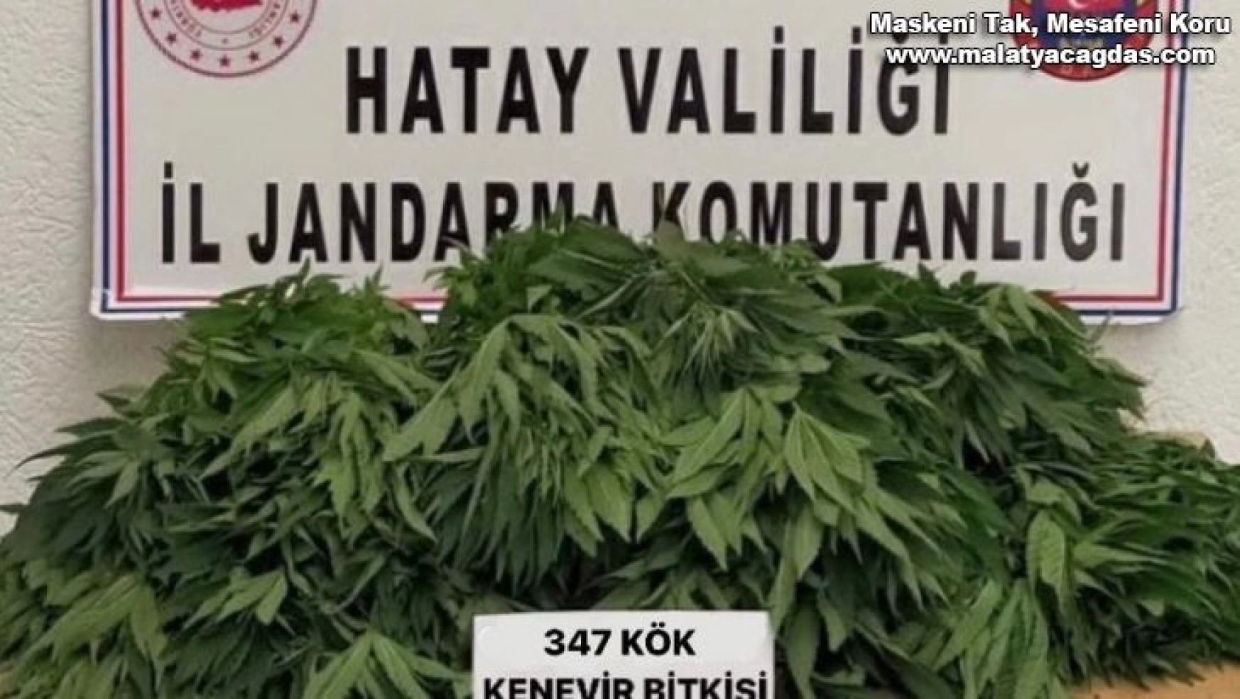 Hatay'da kenevir bitkisi yetiştiren 2 kişi gözaltına alındı