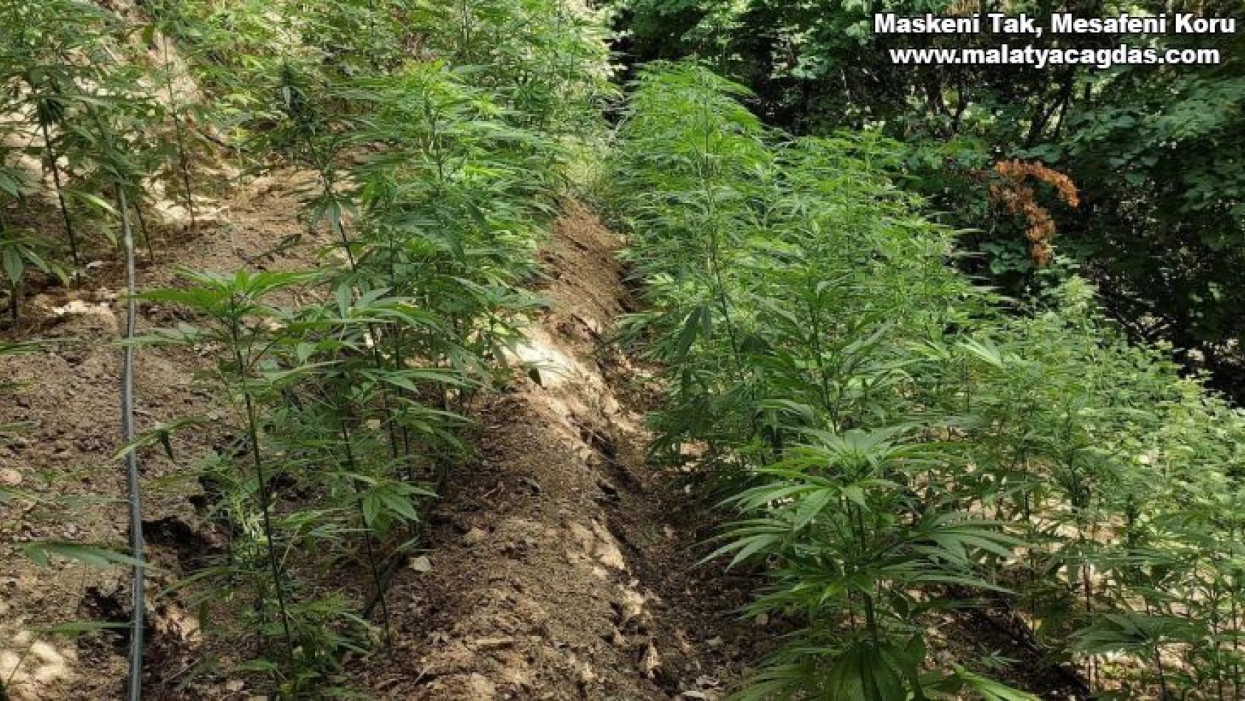 Hatay'da ormanlık alanda 5 bin 612 bitkisi kenevir bitkisi ele geçirildi