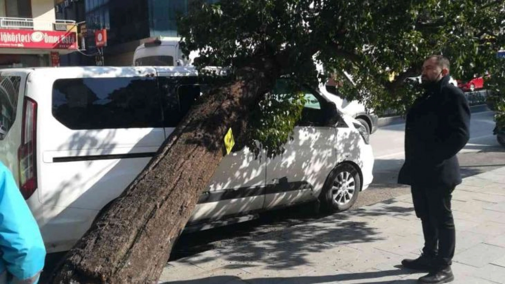Hatay'da park halindeki aracın üzerine ağaç devrildi