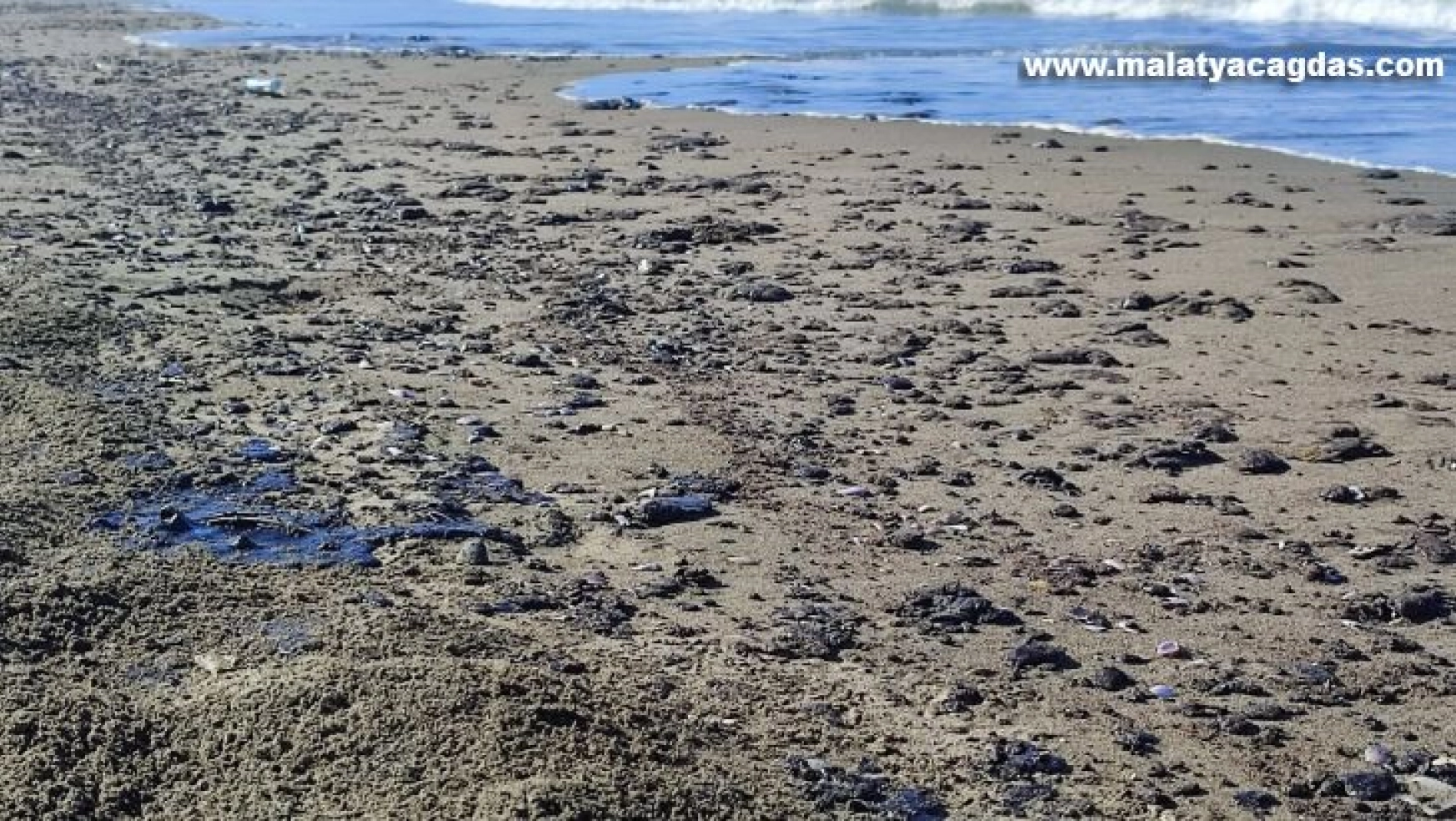 Hatay Samandağ sahilinde petrol sızıntısı temizliği 9. gün de devam ediyor