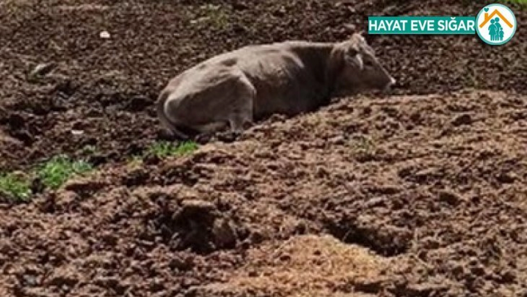 Hayvan dışkısına saplanan inek kurtarıldı