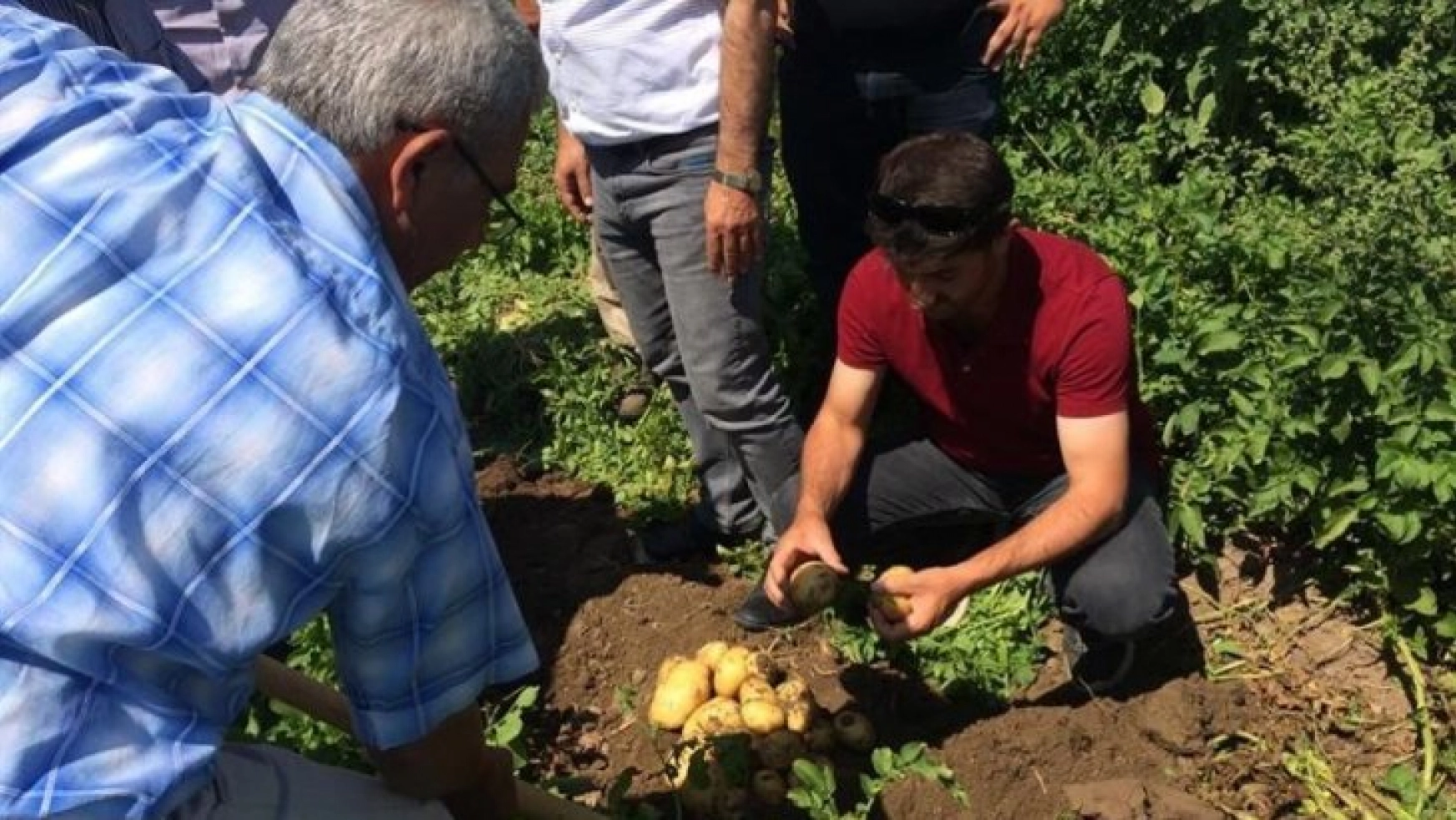 Iğdır'da ekimi yapılan patates hasat edildi