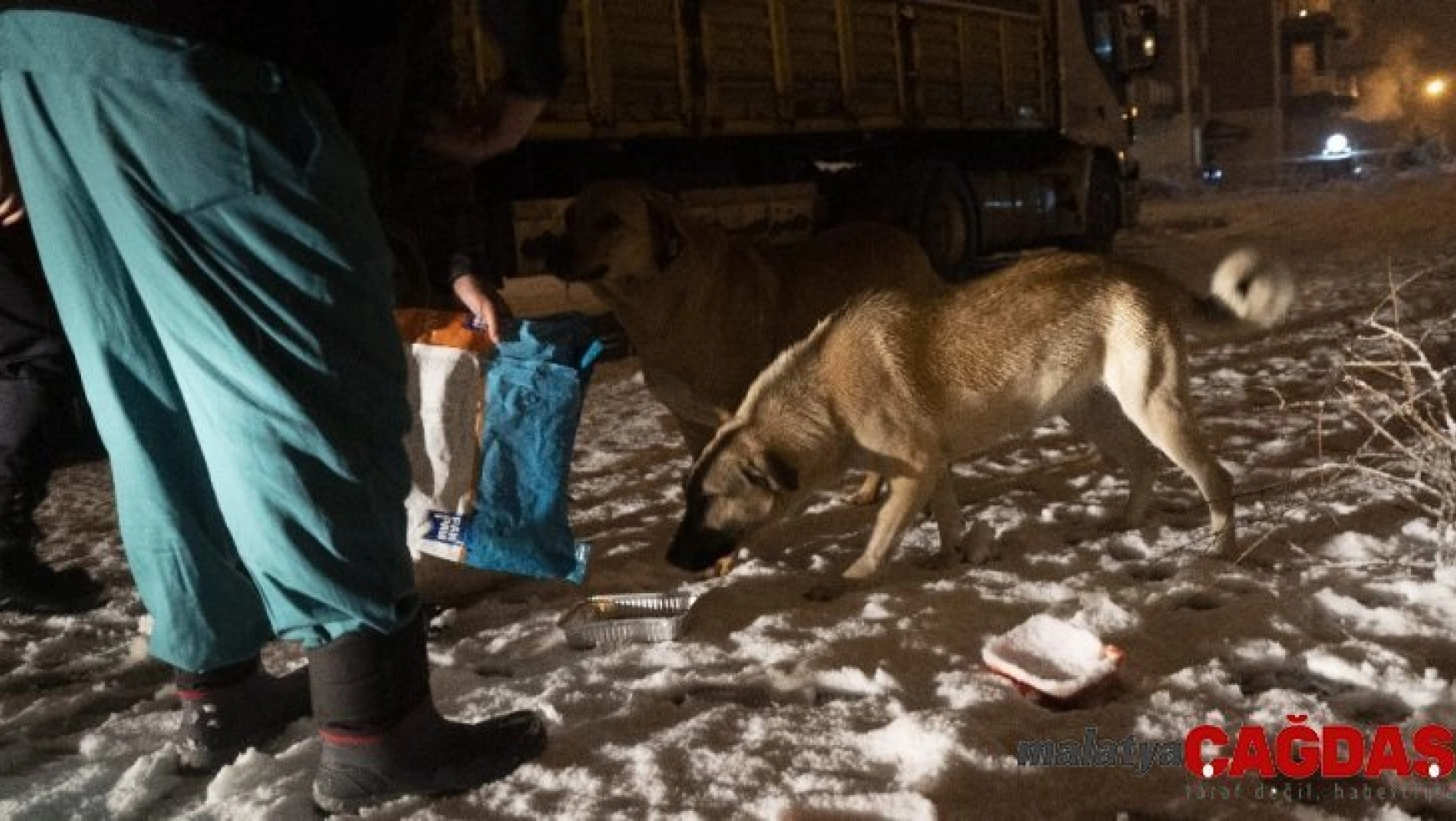 Isparta'da yoğun kar yağışı altında sokak hayvanlarını besleme operasyonu