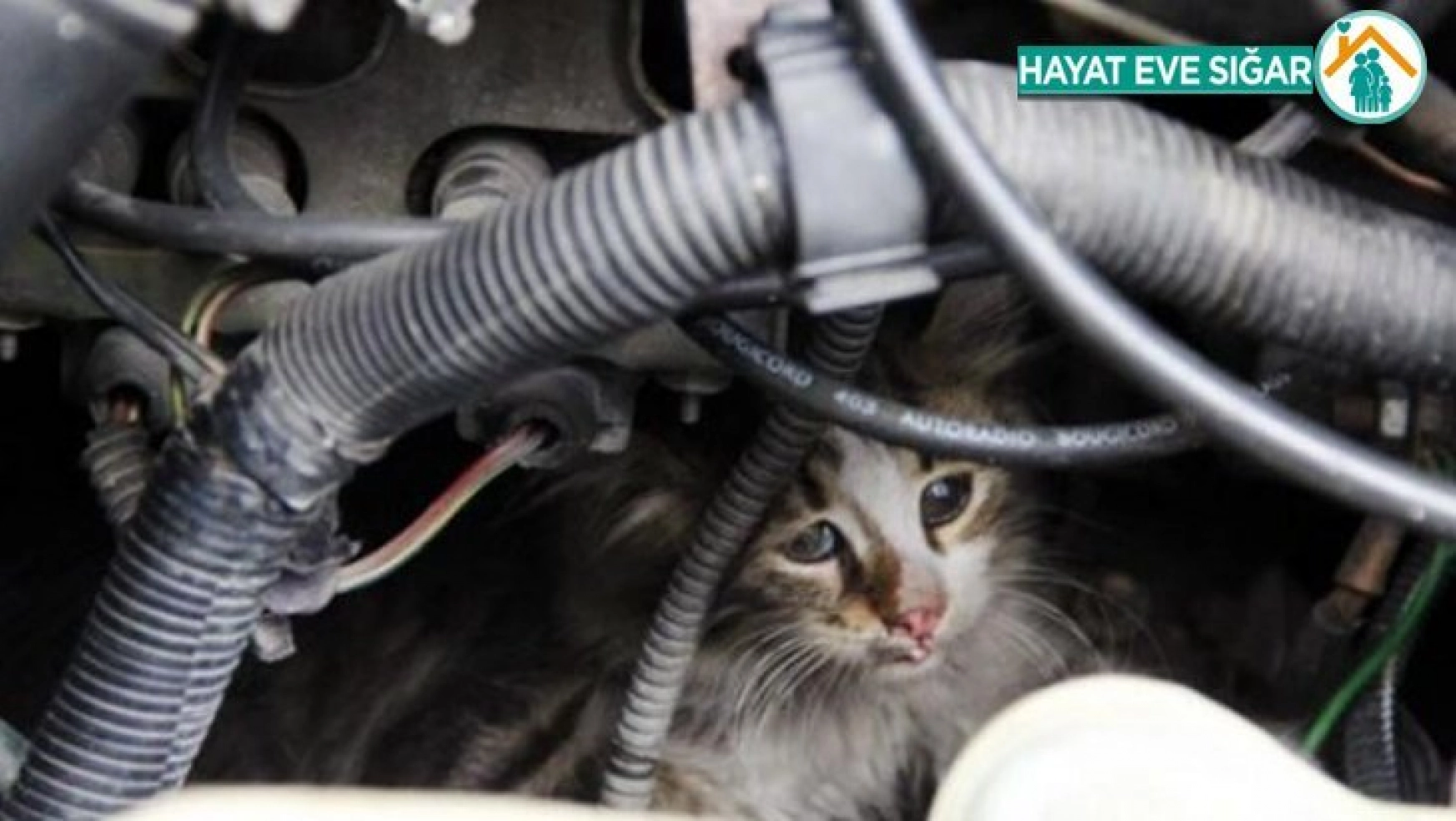 İtfaiye, otomobilin motor kısmına sıkışan yavru kediyi kurtardı