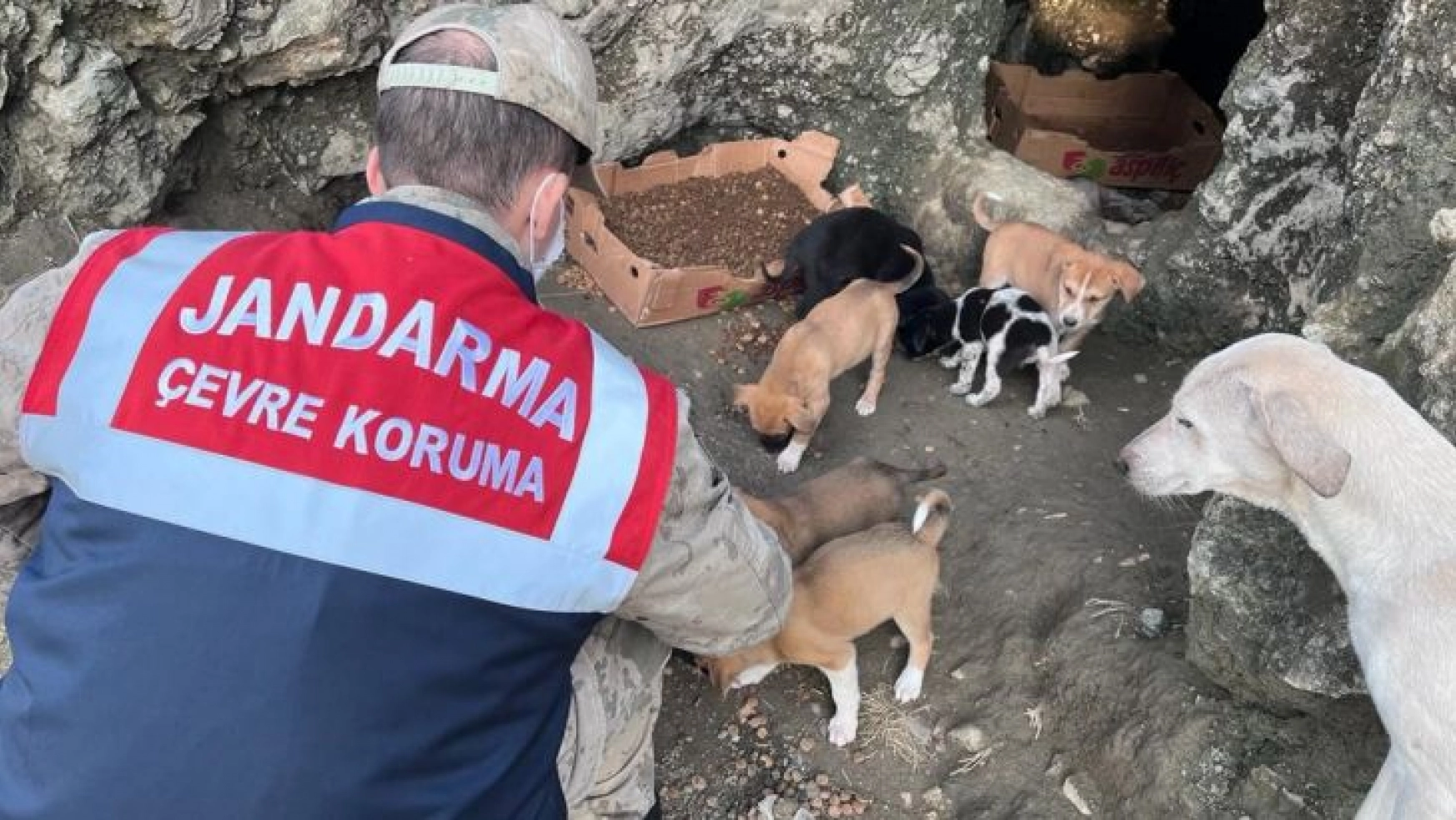 Jandarma ekiplerinden sokak hayvanlarına mama ve su desteği