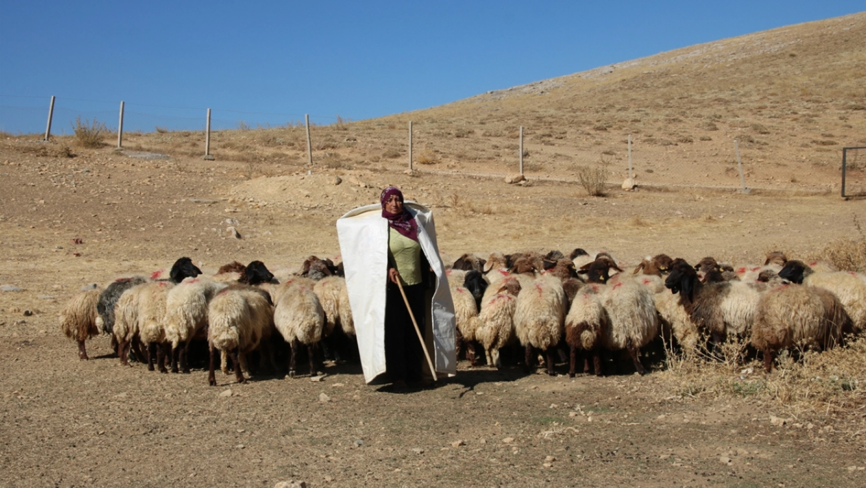 Kadın yetiştirici koyun sayısını 30'dan 300'e çıkardı