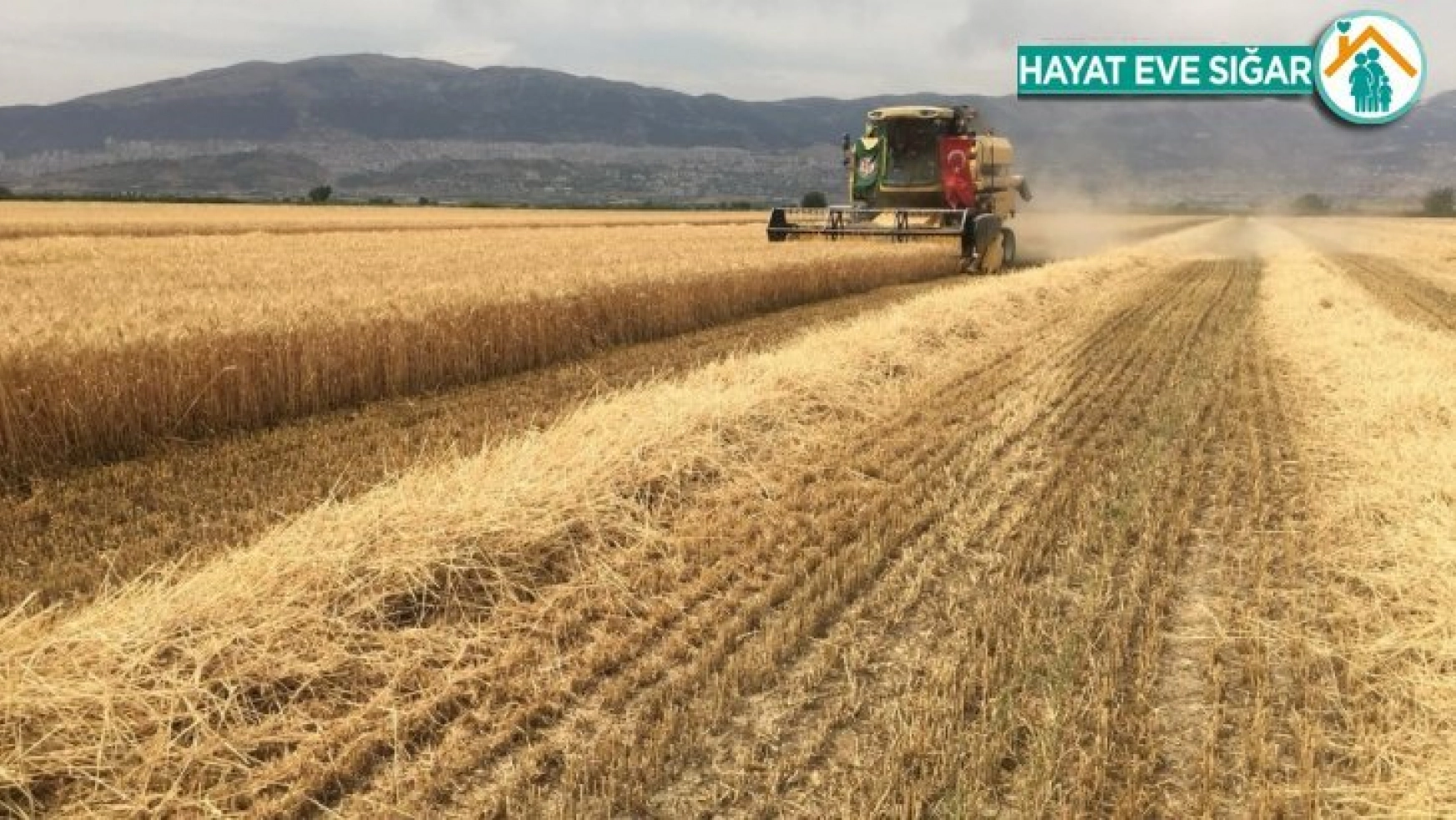 Kahramanmaraş'ta buğday hasadına başlandı
