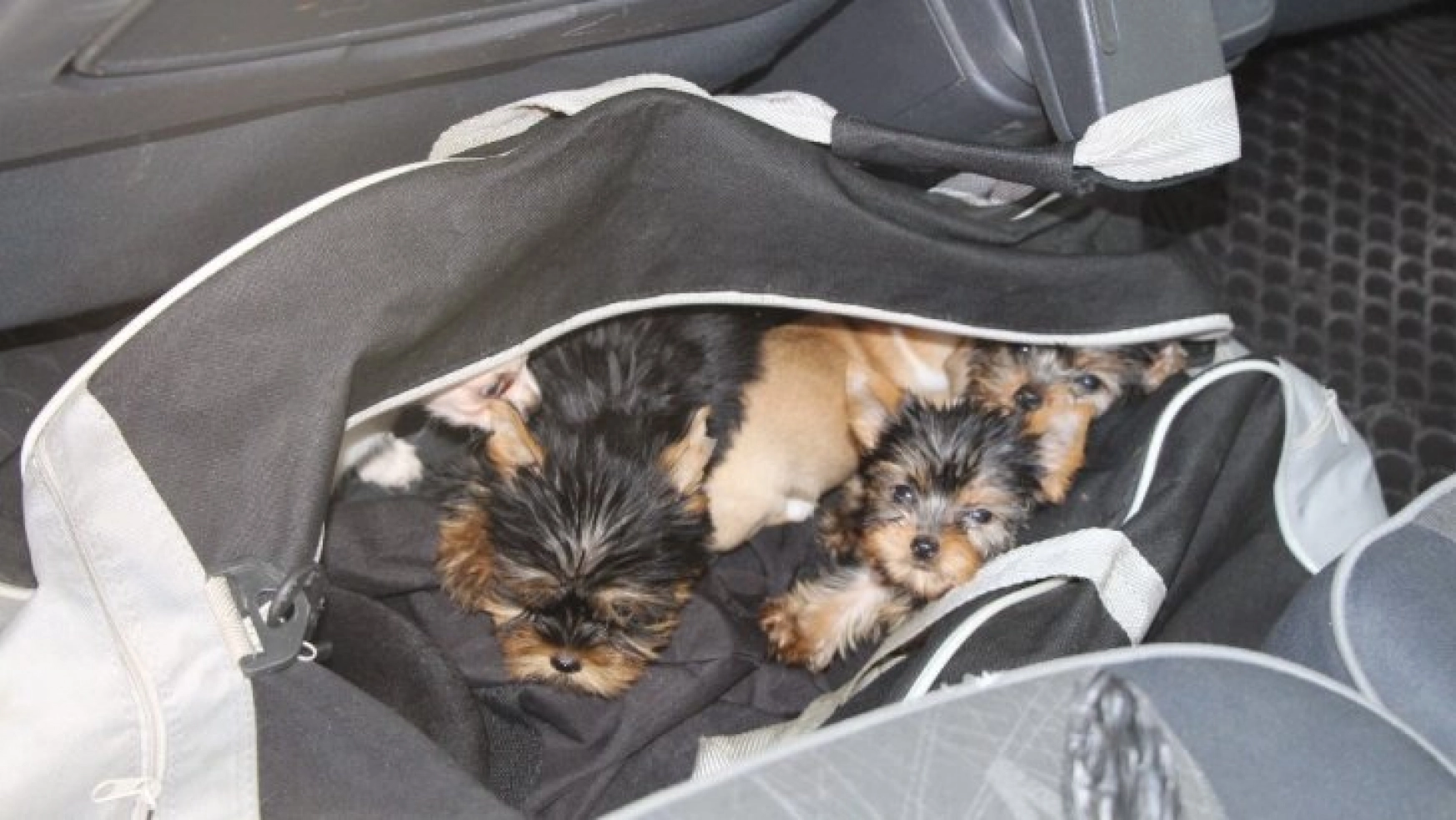 Kapıkule Sınır Kapısında 11 adet köpek yavrusu yakalandı
