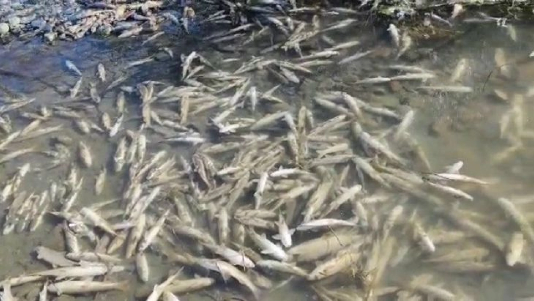 Karasu'da yüzlerce balık telef oldu