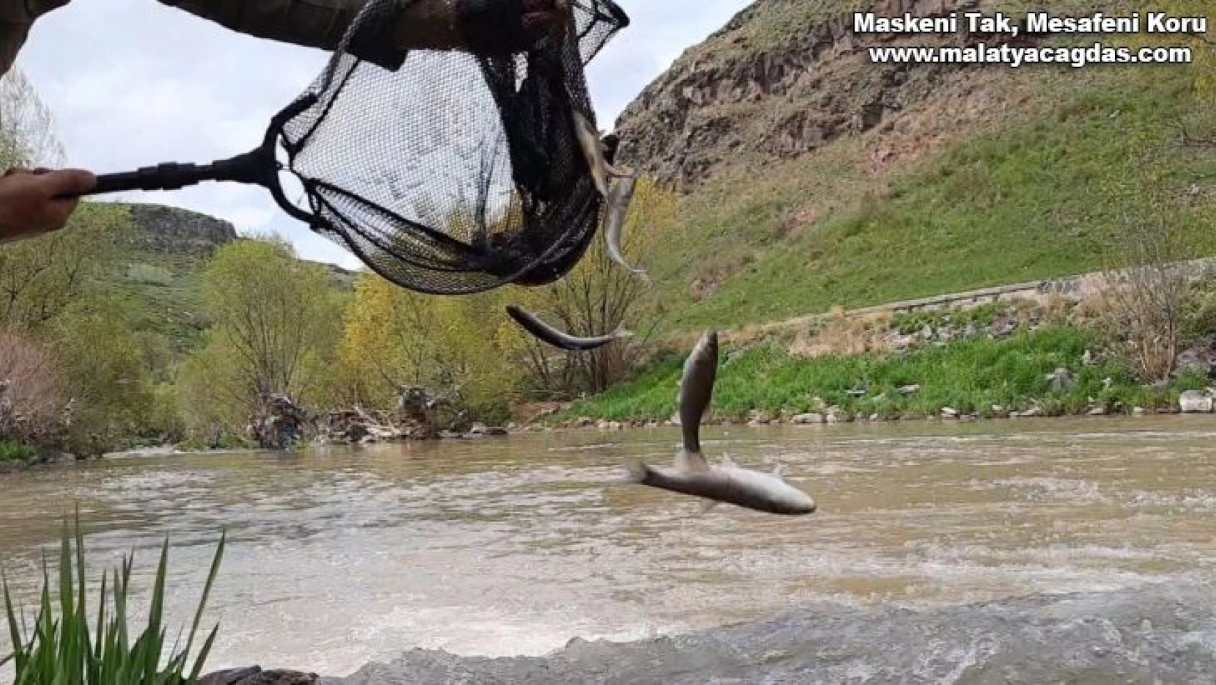 Kars'ta balıkların ölüm göçü sürüyor