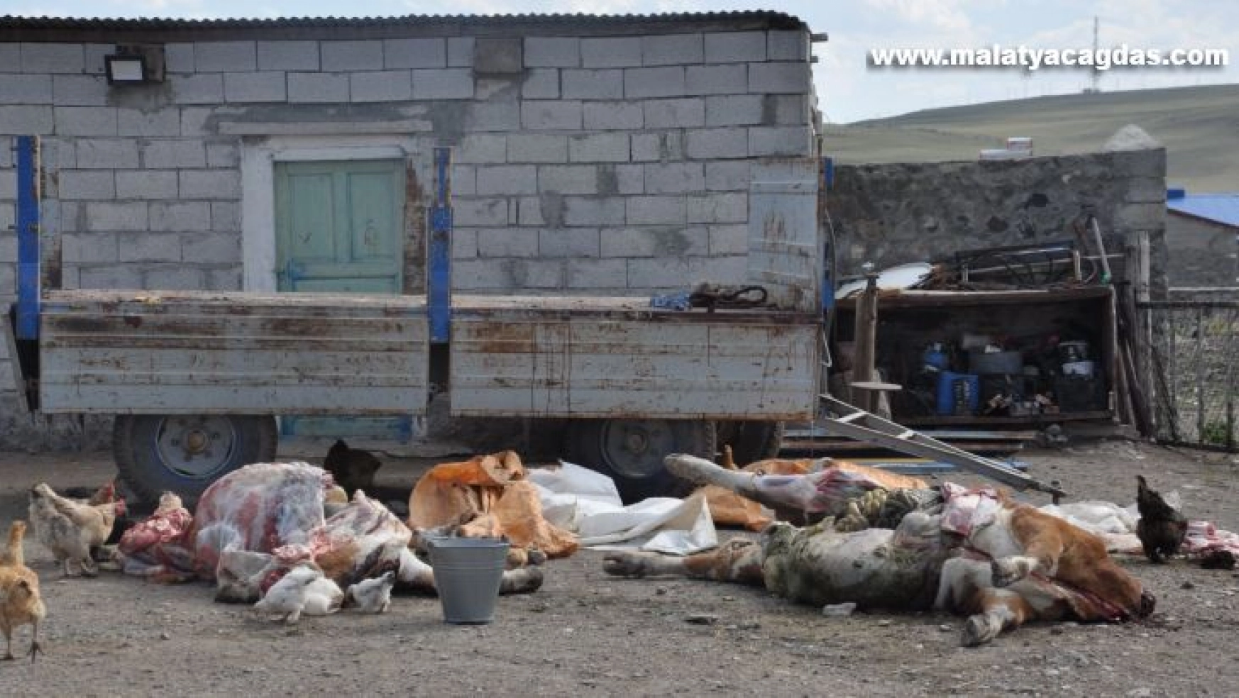 Kars'ta şüpheli hayvan ölümleri