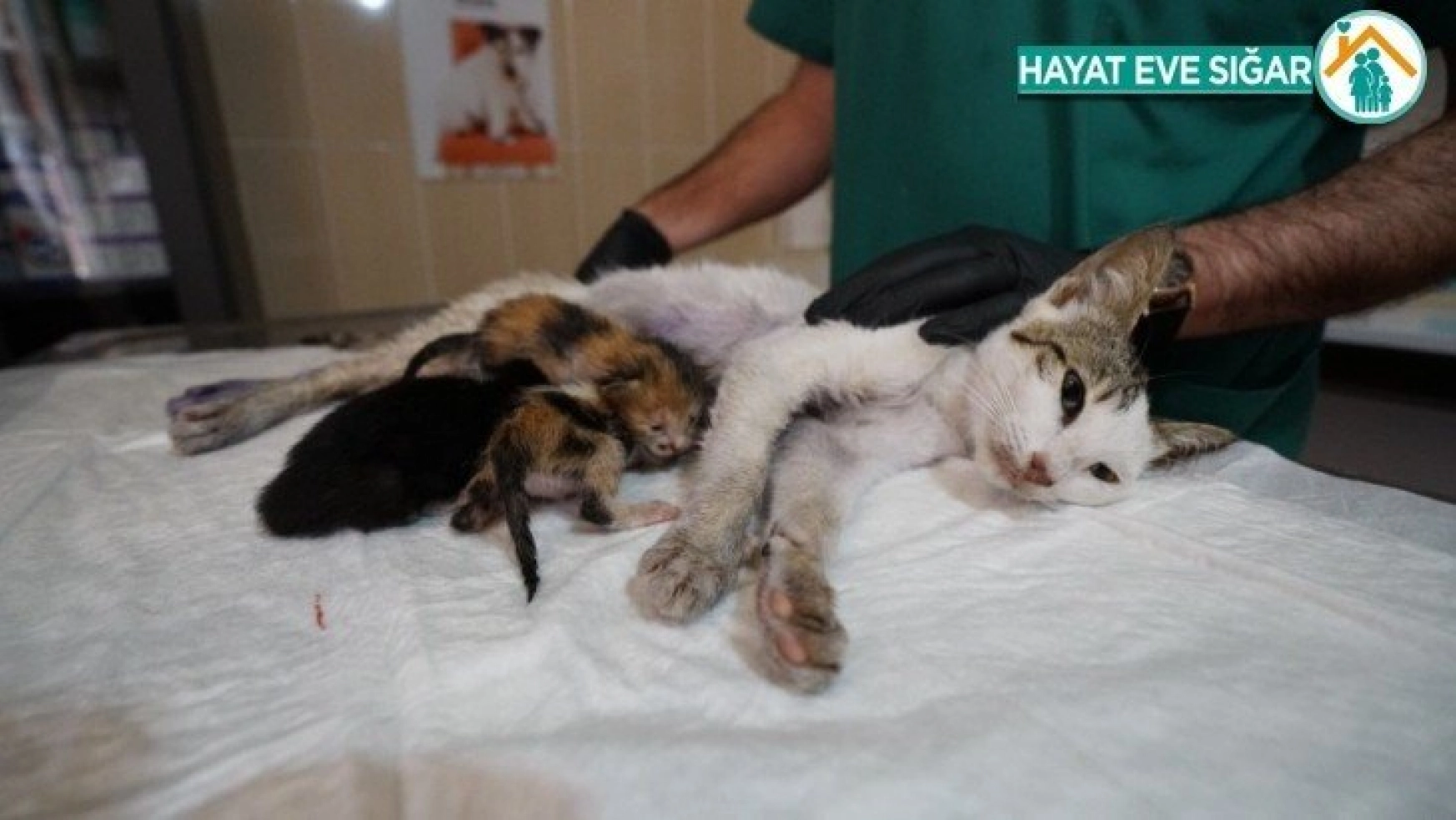 Kazada yavrularını kaybeden kedi, başka yavru kedilere sütannelik yapıyor