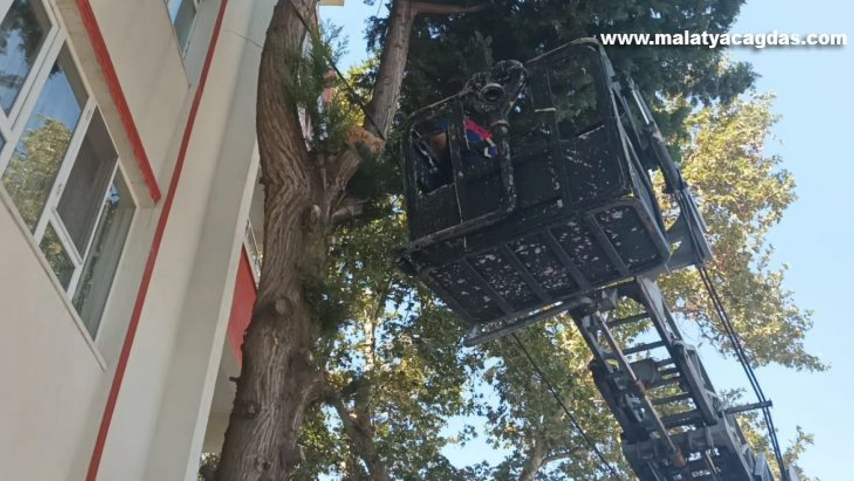 Köpekten kaçarak ağaçta mahsur kalan kediyi itfaiye kurtardı