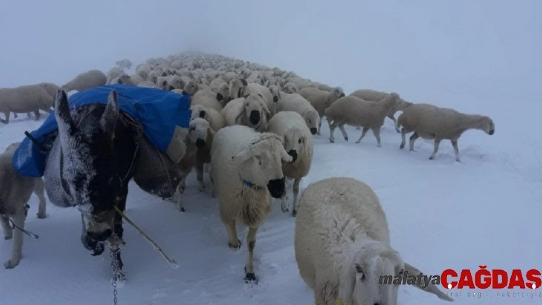 Koyunların zorlu kar yolculuğu