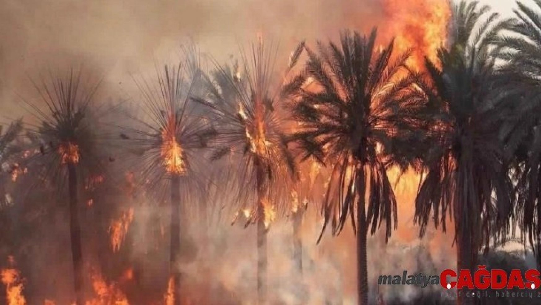 Libya'da 10 bin palmiye ağacı kül oldu