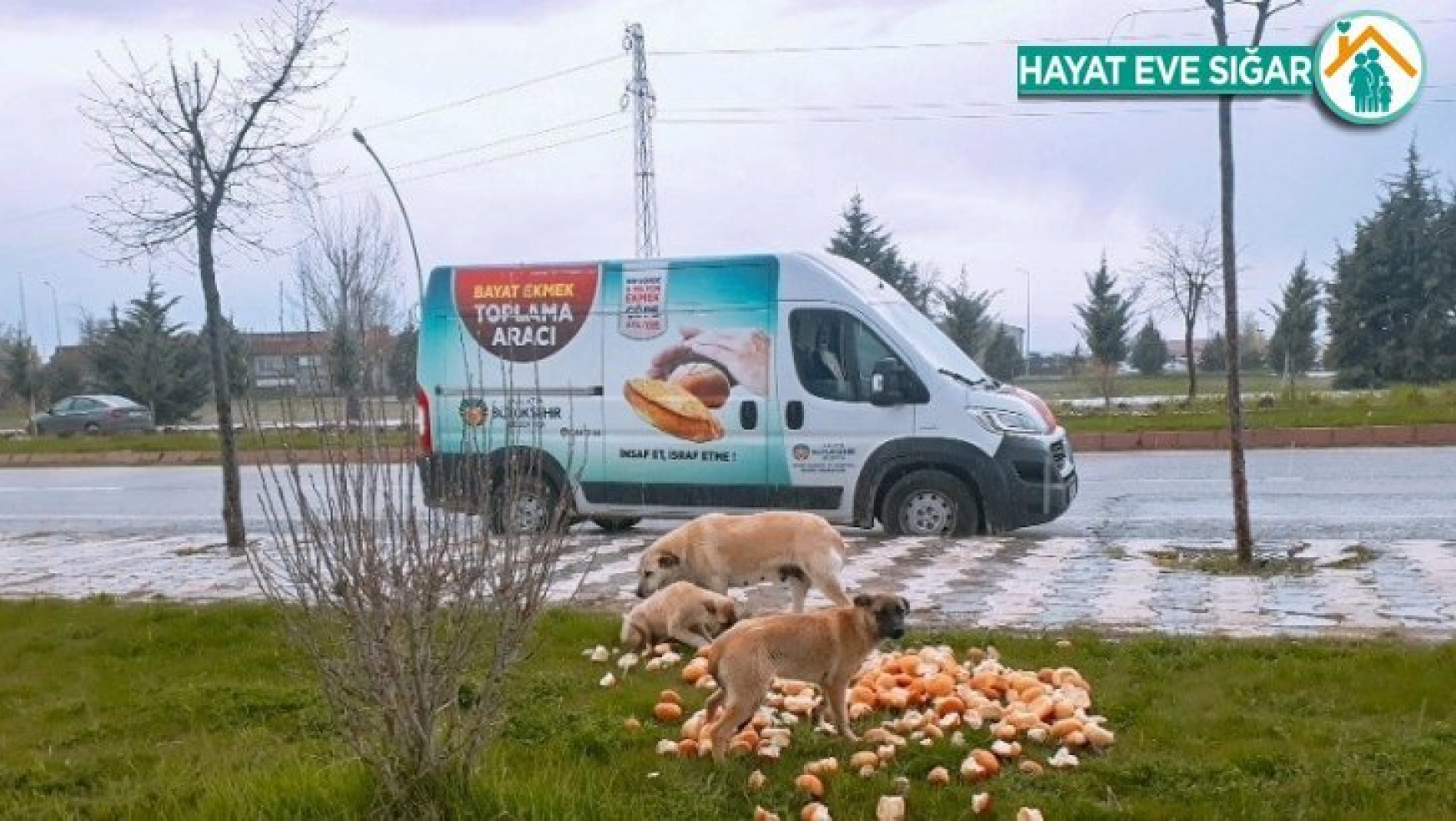 Malatya Büyükşehir Belediyesi, sokak hayvanlarını unutmuyor