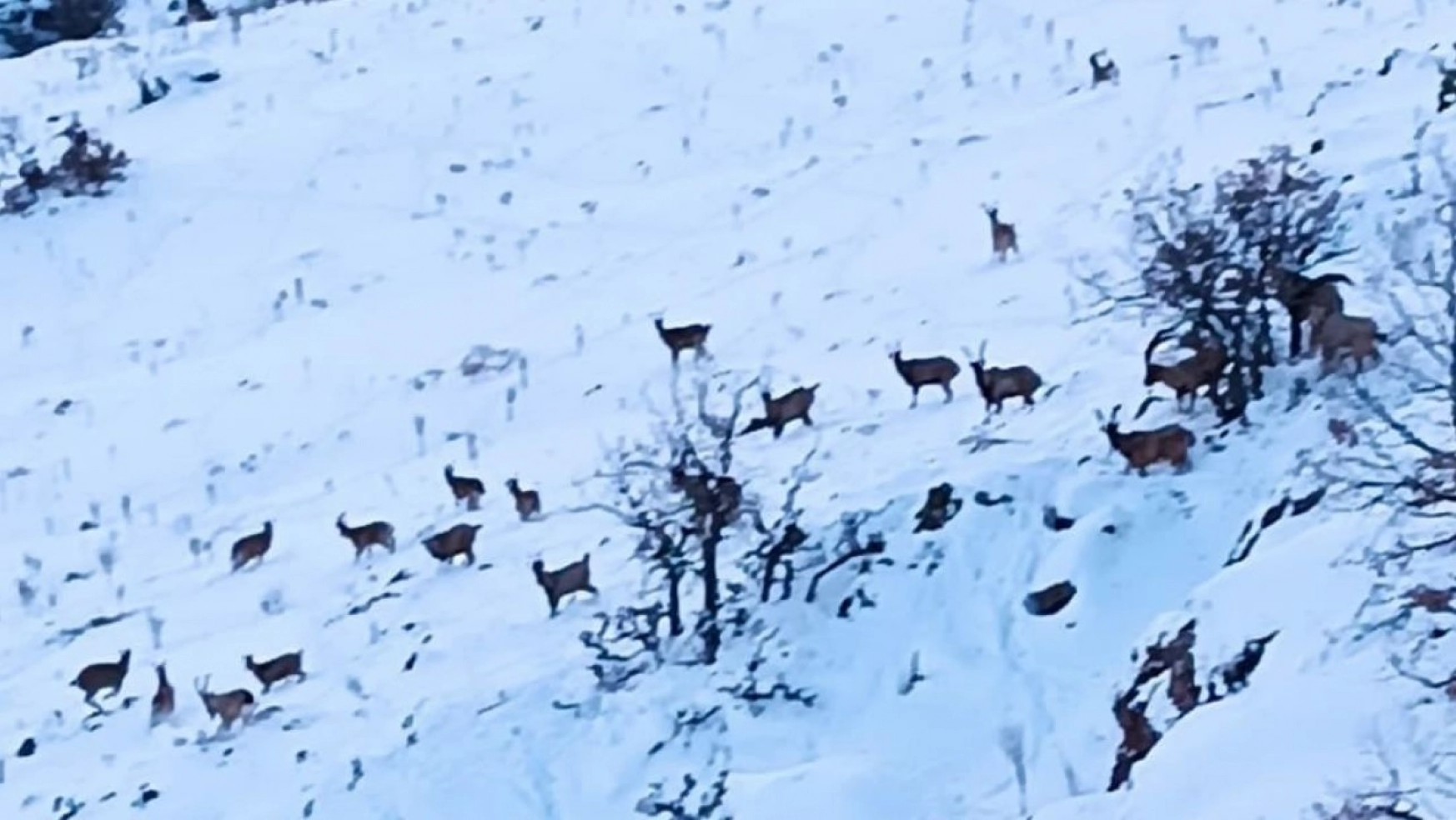 Kar altında yiyecek arayan yaban keçileri görüntülendi
