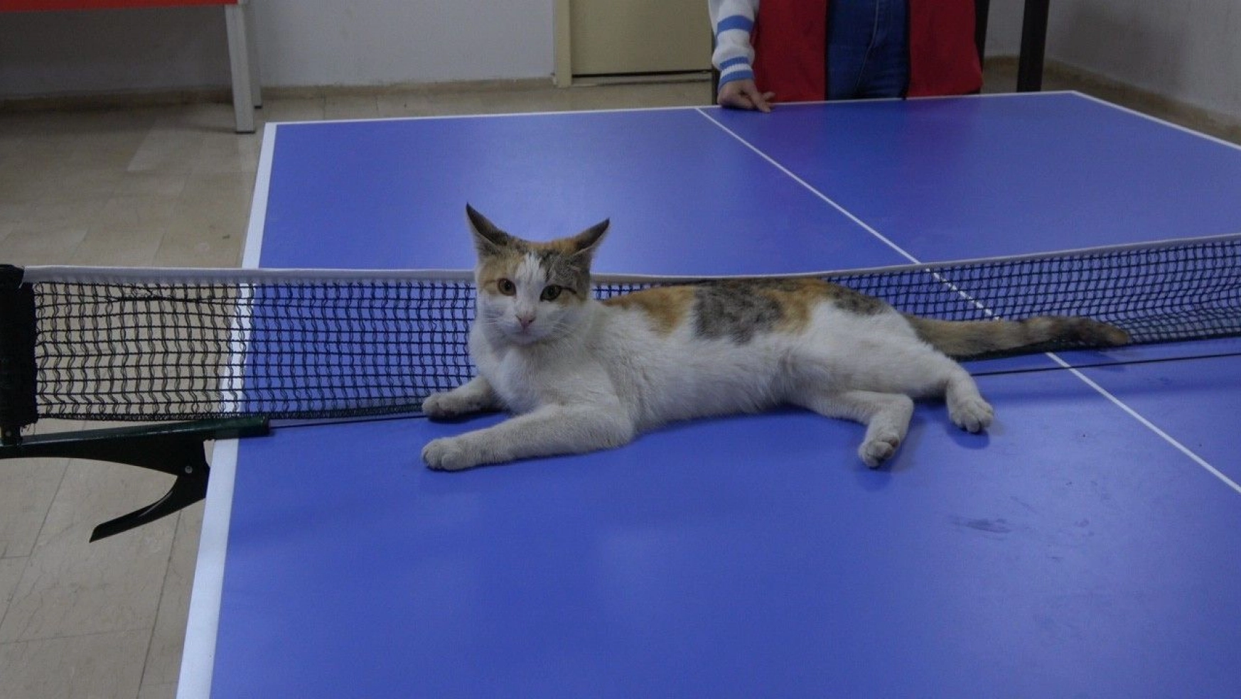 Masa tenisi oynayan kedi hayran bıraktı