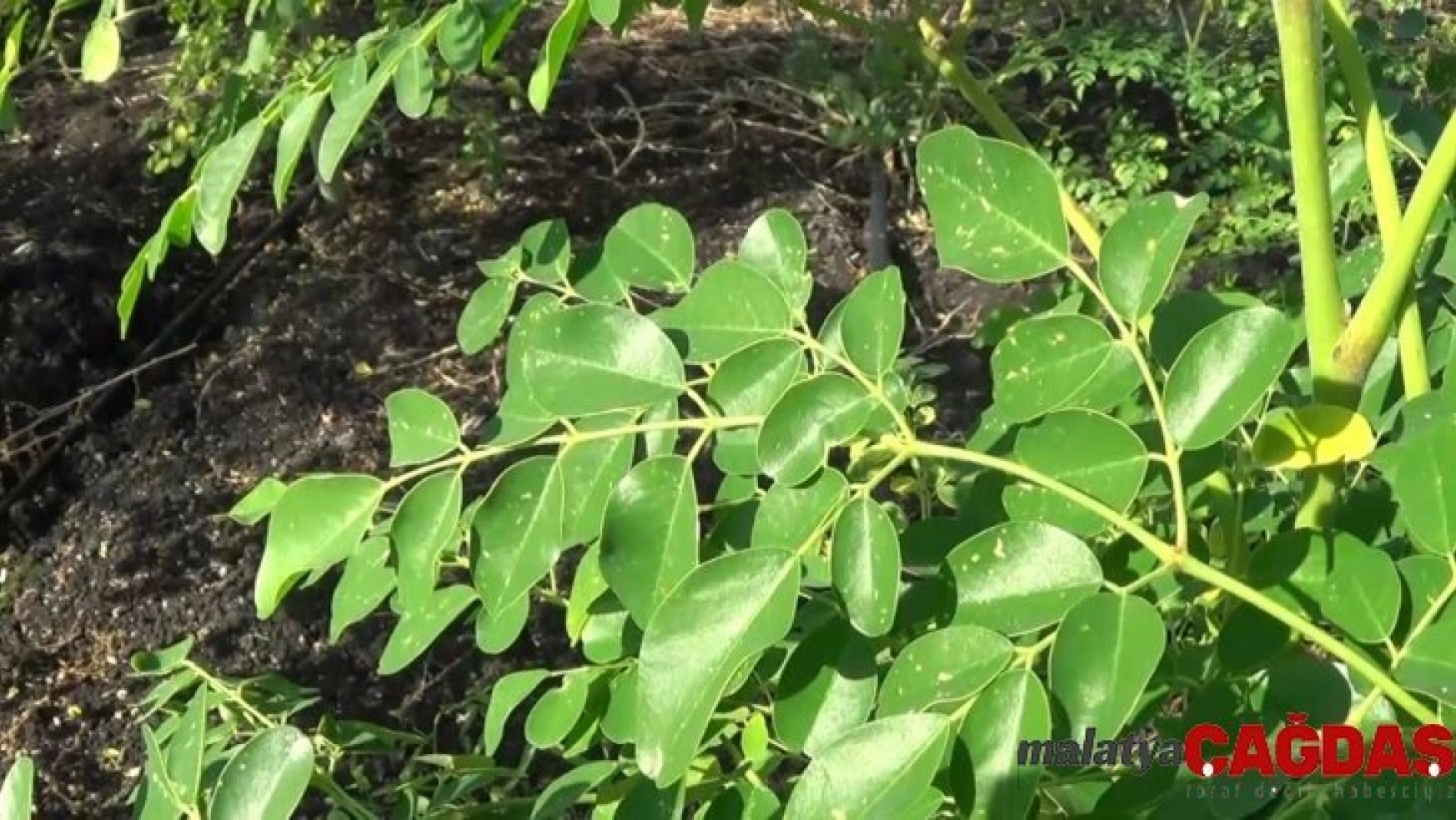 Moringa bitkisi ekonomiye 500 bin TL katkı sağladı