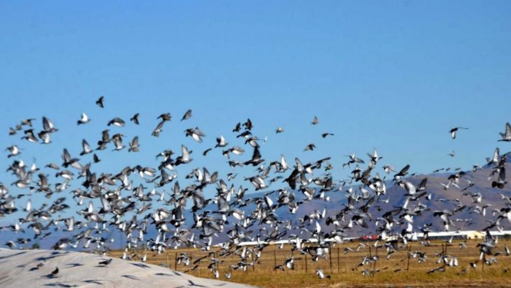 Muş'ta binlerce kuş hasadı yapılan tahıl yığınlarını mesken tuttu