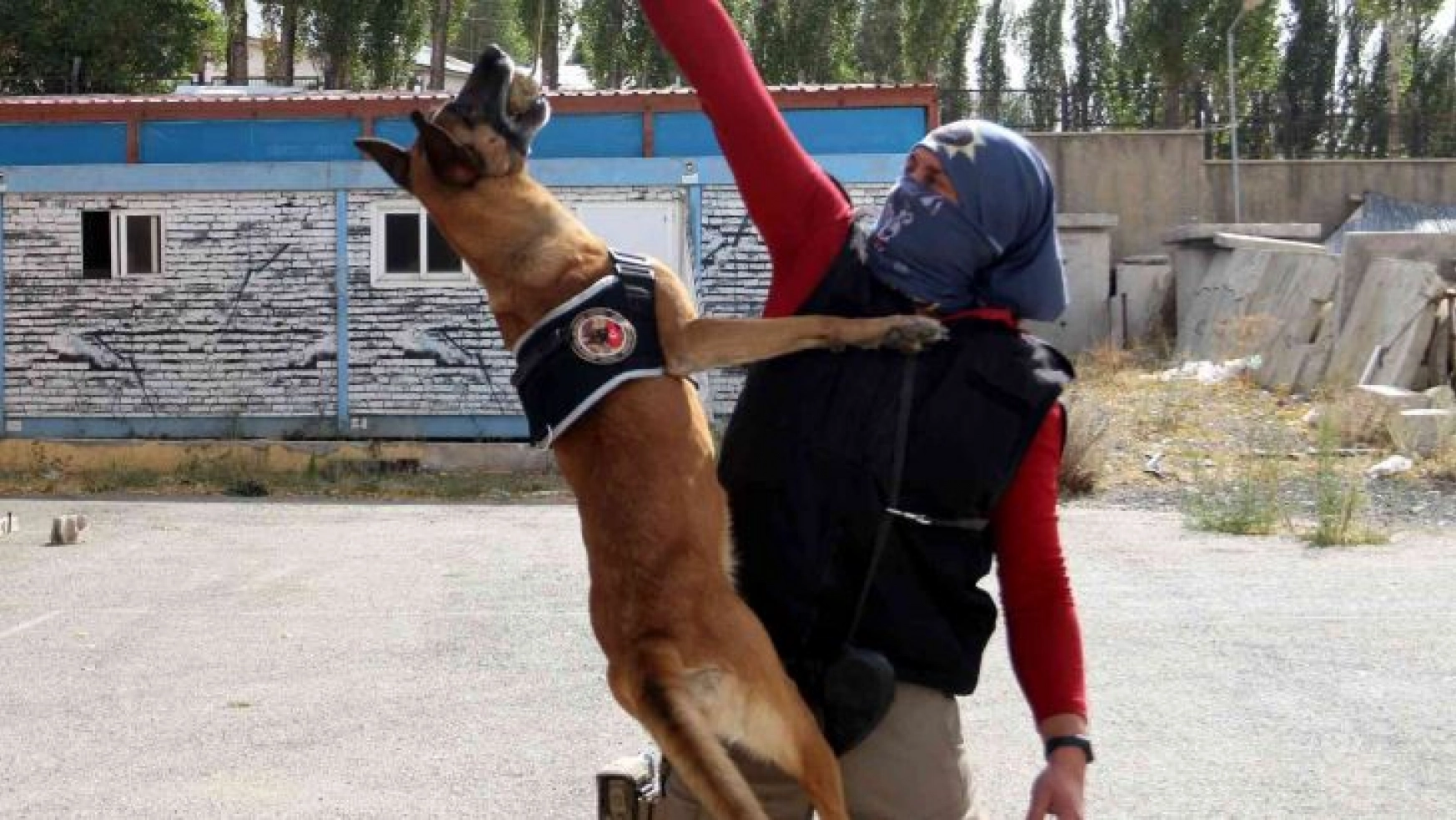Narkotik köpeği Eris, Erzurum'da uyuşturucuya geçit vermiyor