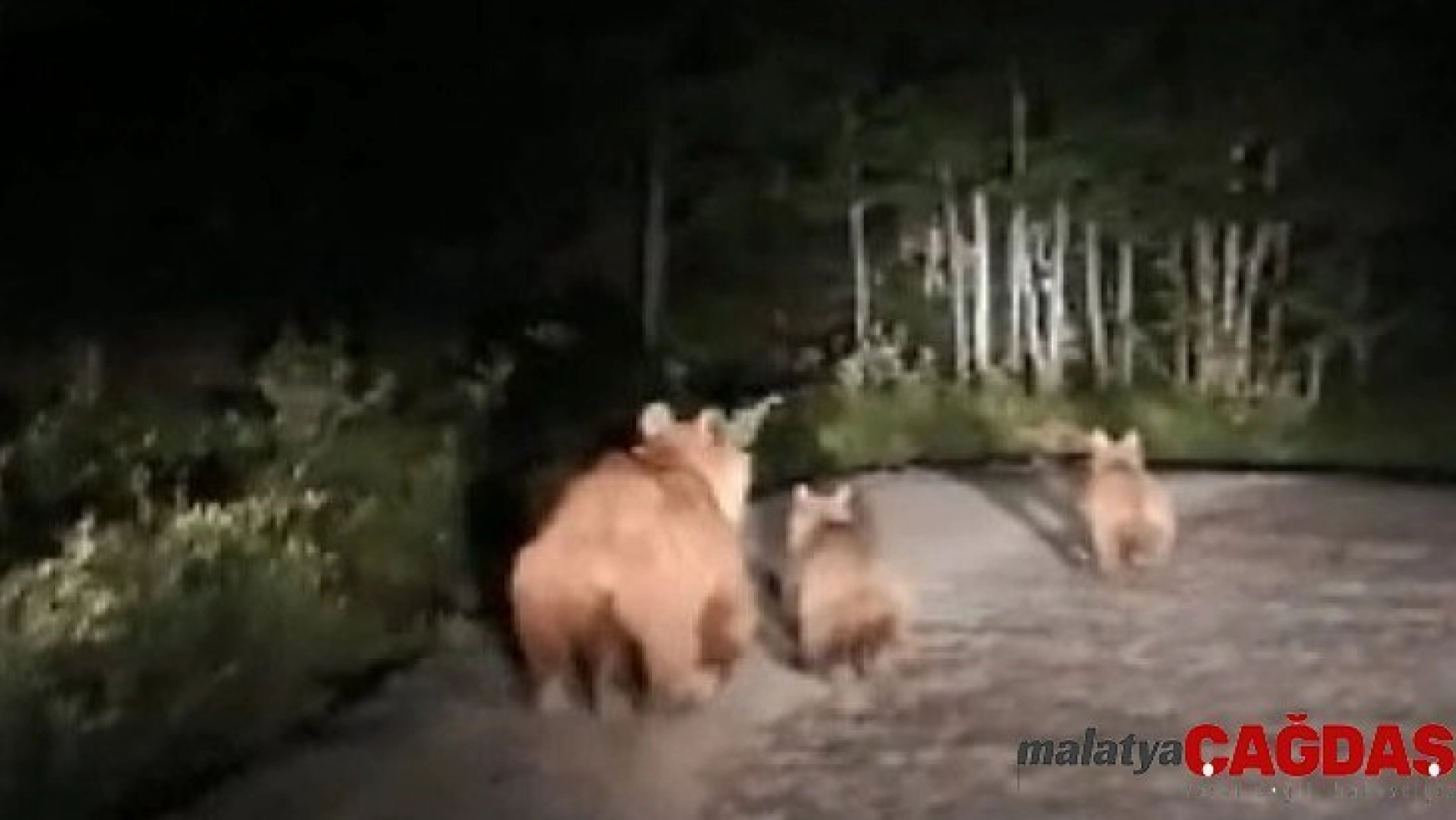 Nemrut Dağı'nda boz ayı ve yavruları görüntülendi