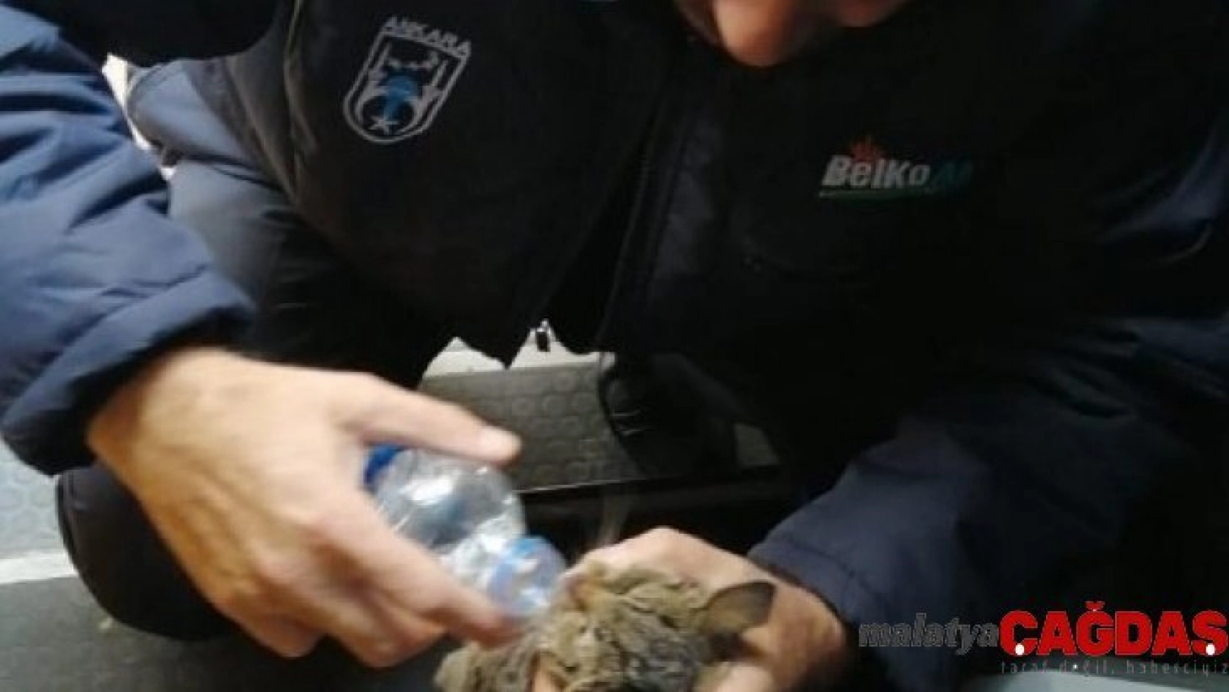 Otobüs şoförü yavru kediyi hayata bağladı
