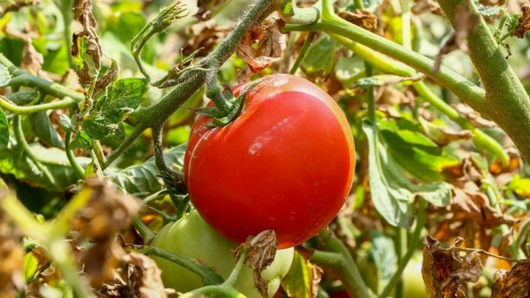 Bir asırlık tohumdan ürettiği Ayaş domatesinin siparişine yetişemiyor