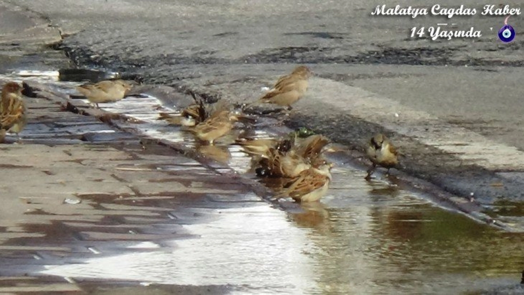 Patlayan su borusunu fırsat bilen kuşların keyfi