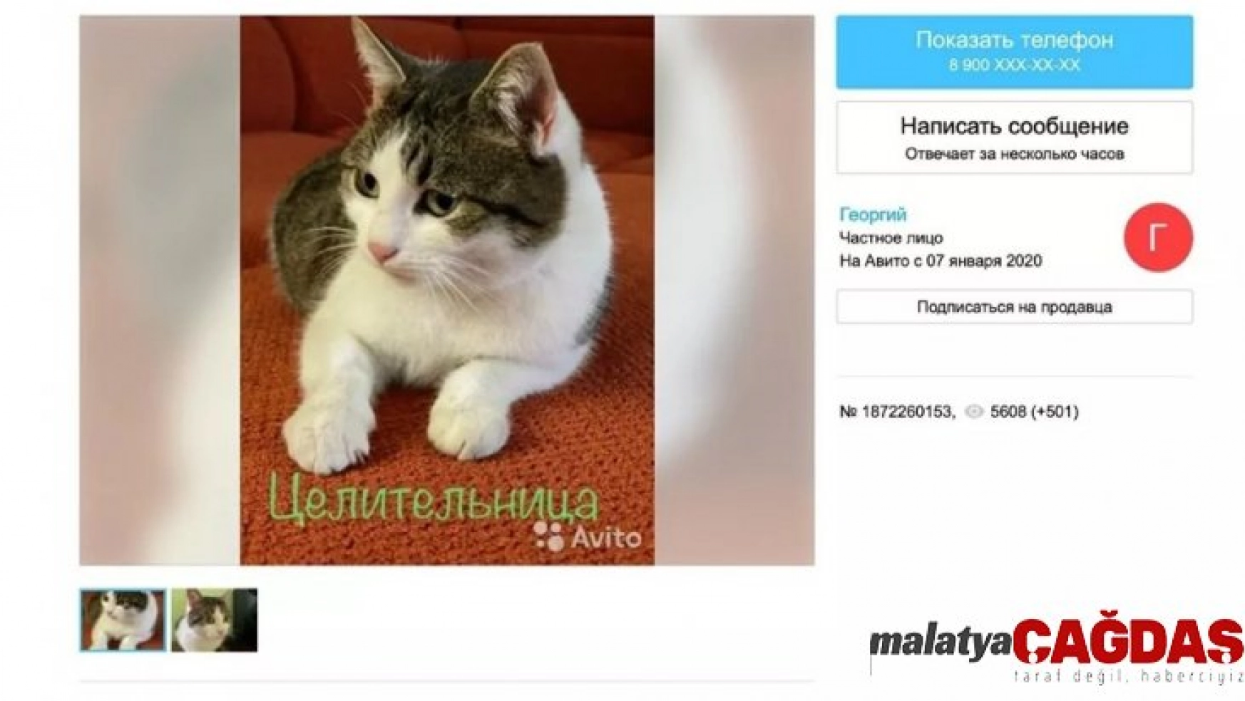 Rus kedisi 320 bin dolara satışa çıkarıldı