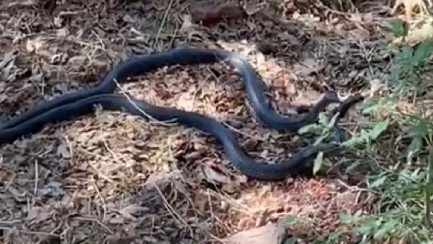 Şanlıurfa'da iki metrelik yılanların dansı kamerada