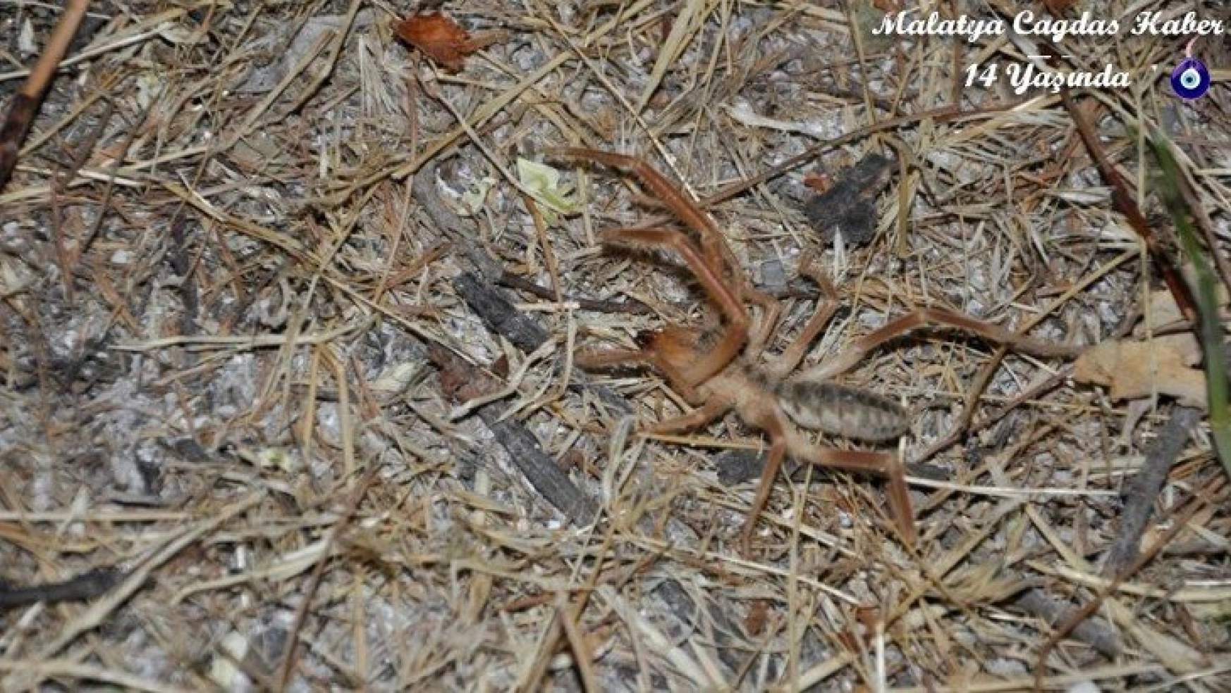 Sarıkız örümceği Arguvanlıları tedirgin ediyor