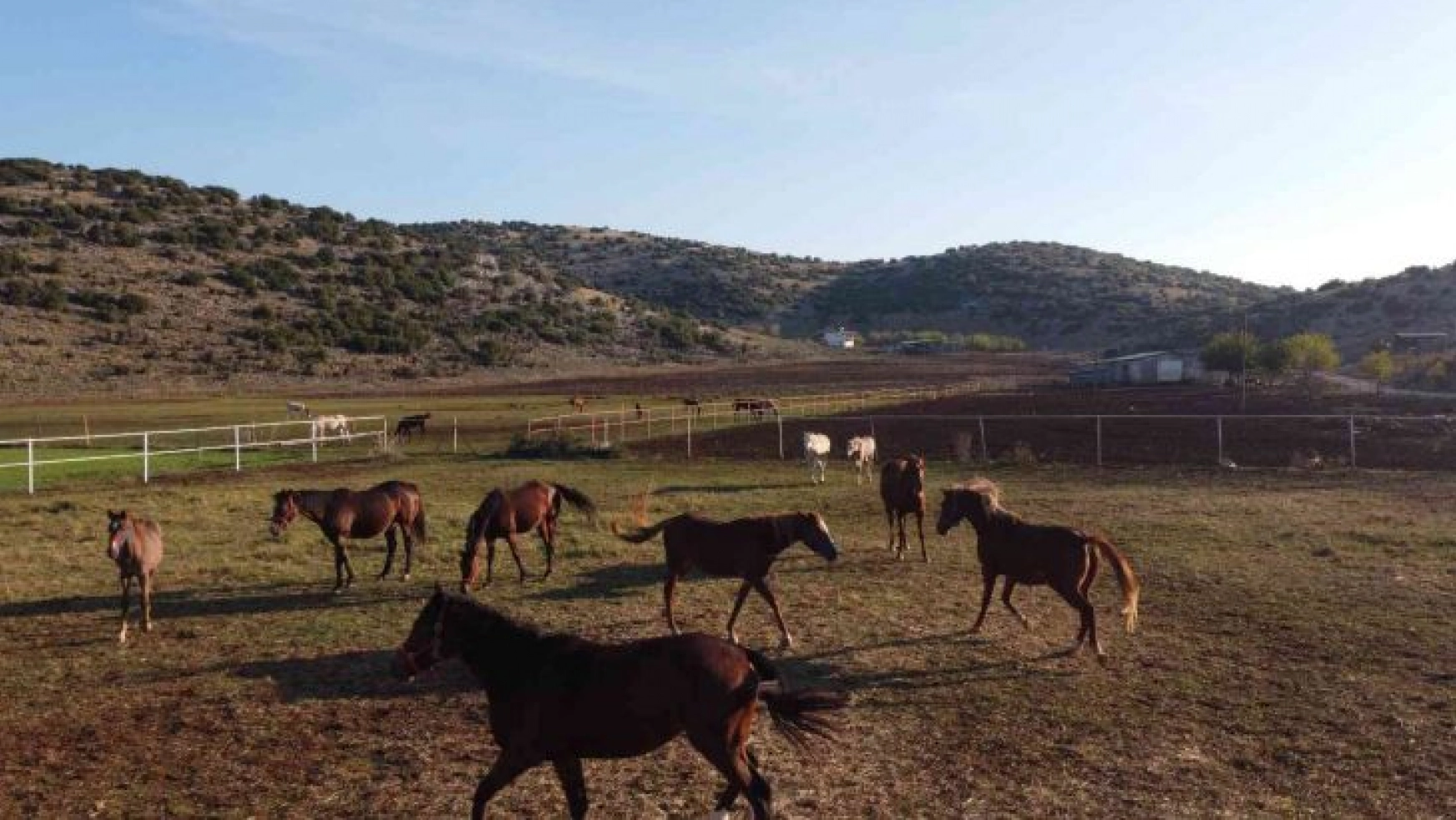 Servet değerindeki atlar, Türkiye'nin dört bir yanından ilgi görüyor