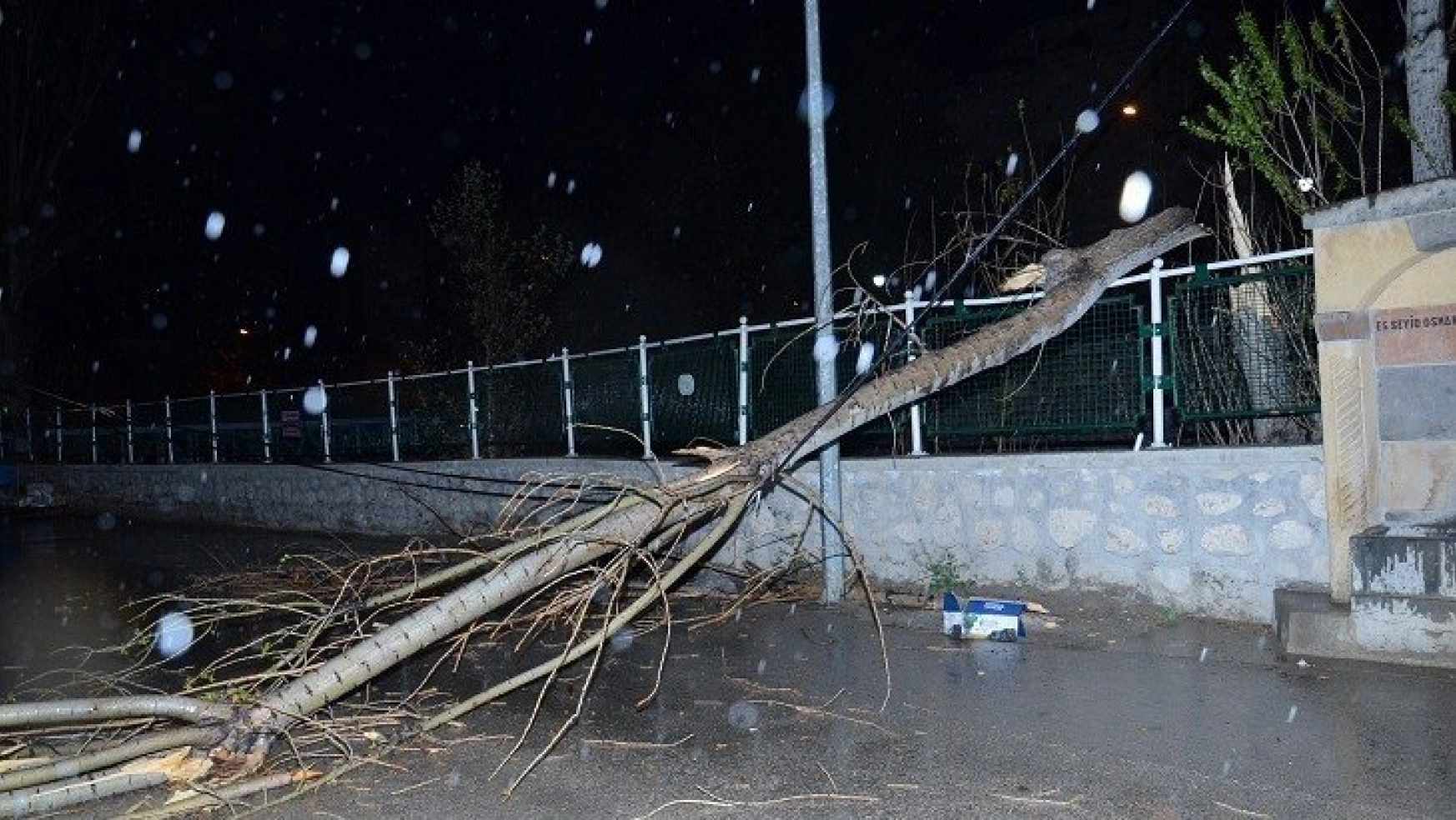 Şiddetli fırtınada ağaç devrildi