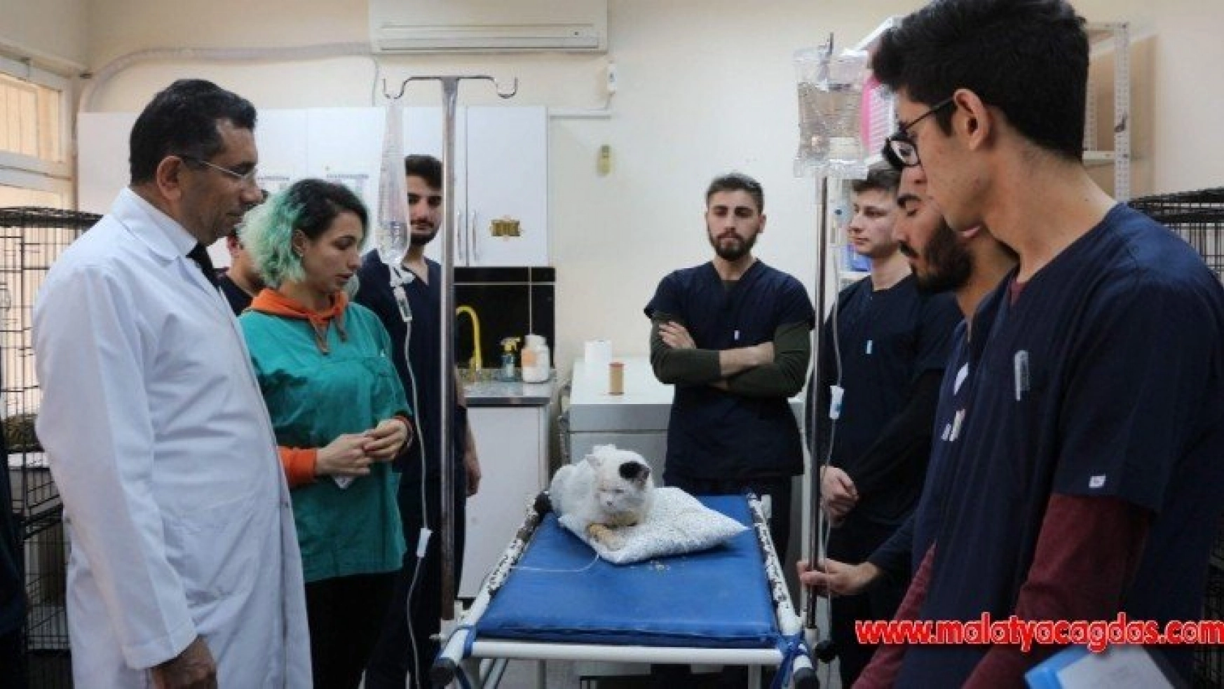 Siirt'te yaralı hayvanlar sevgiyle tedavi ediliyor