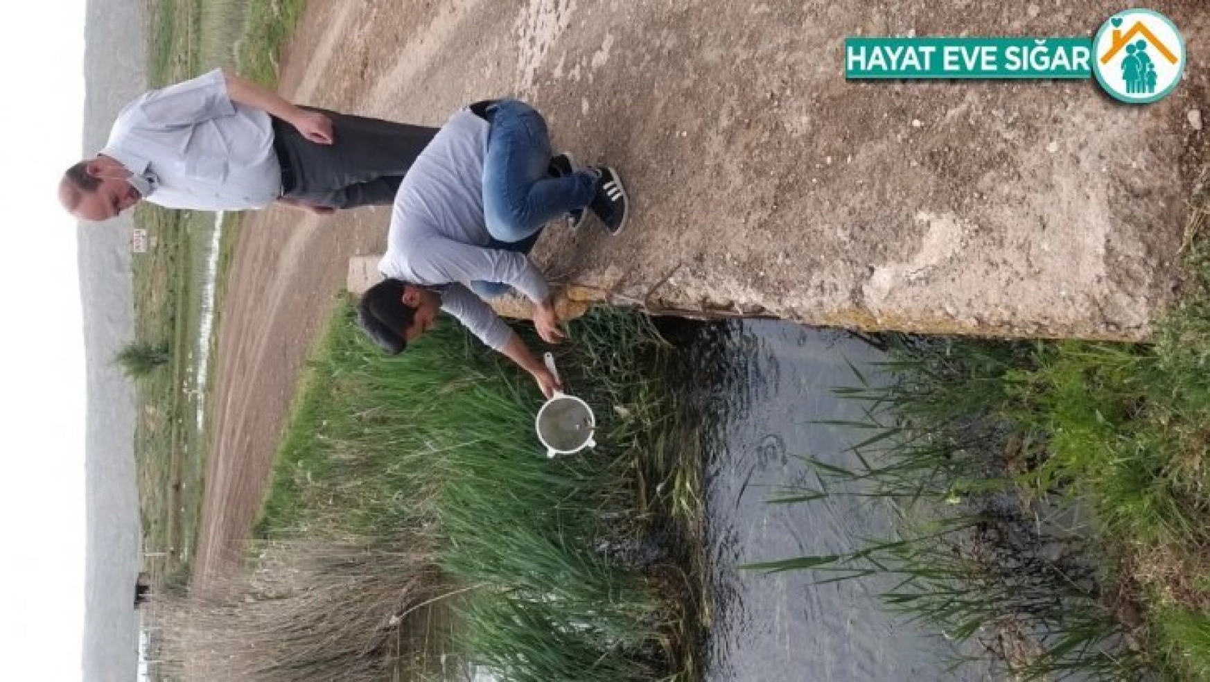 Sivav'ın gölleri balıklandırıldı