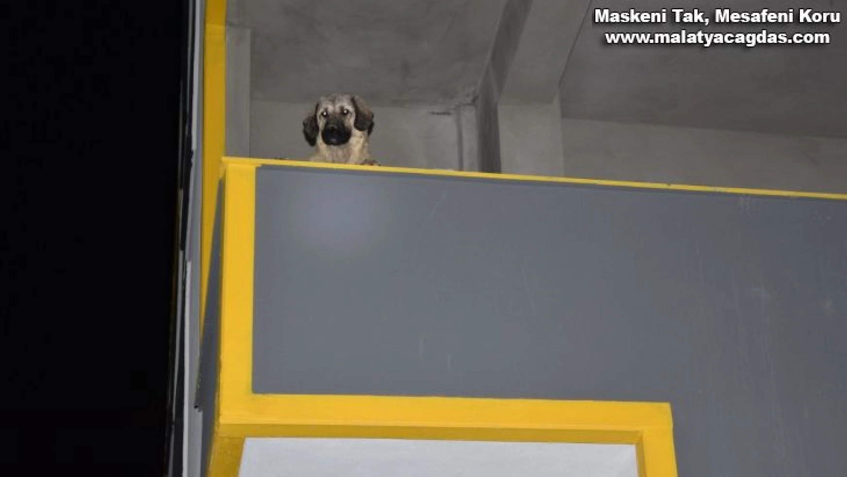 Siverek'te inşatta mahsur kalan köpek itfaiye ekiplerince kurtarıldı