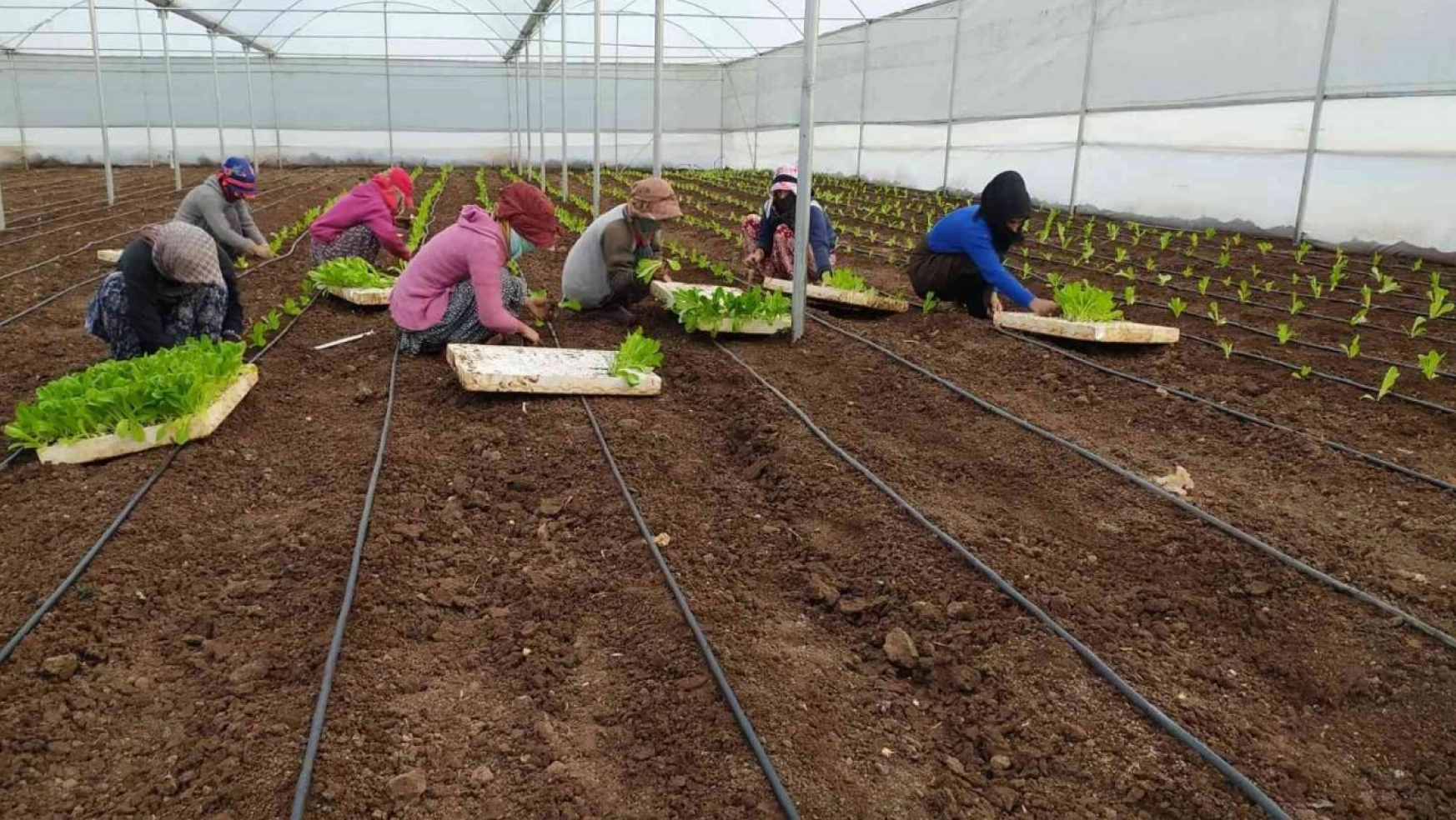 Siverek'te kadın istihdamına yönelik kurulan projede ilk sebzeler ekildi