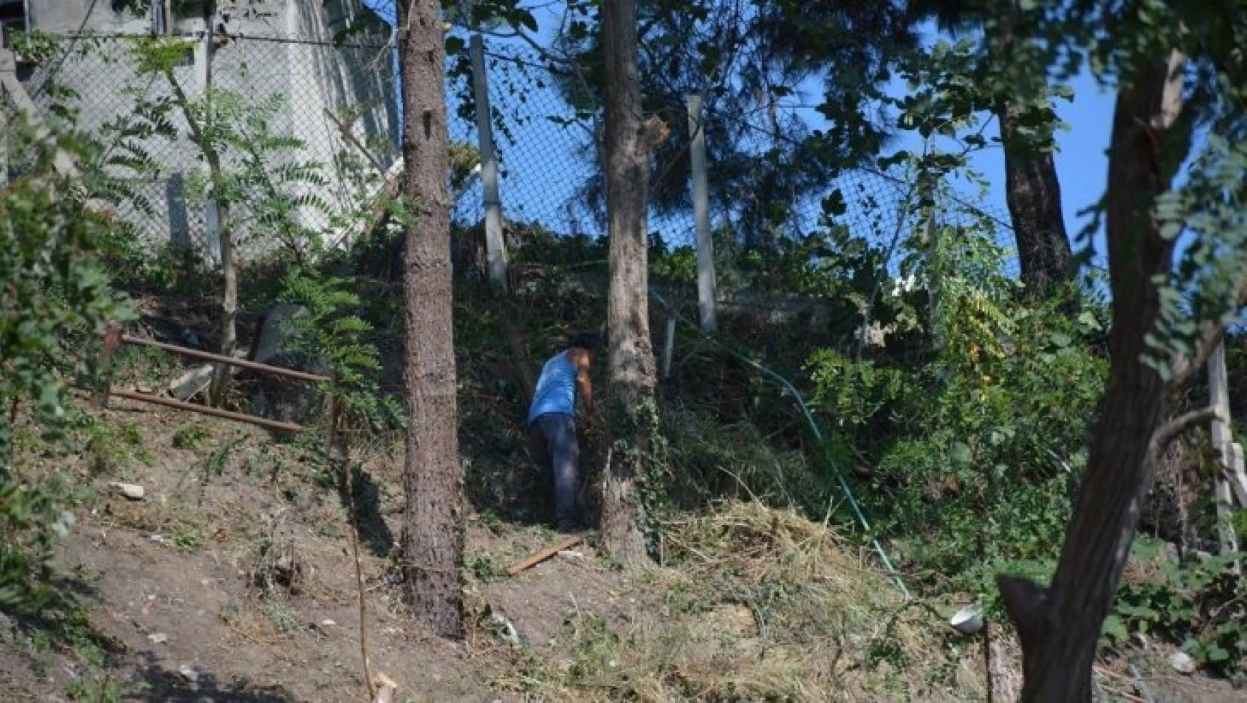 Tarım İl Müdürlüğü binası arkasında bulunan ağaçlar kesiliyor