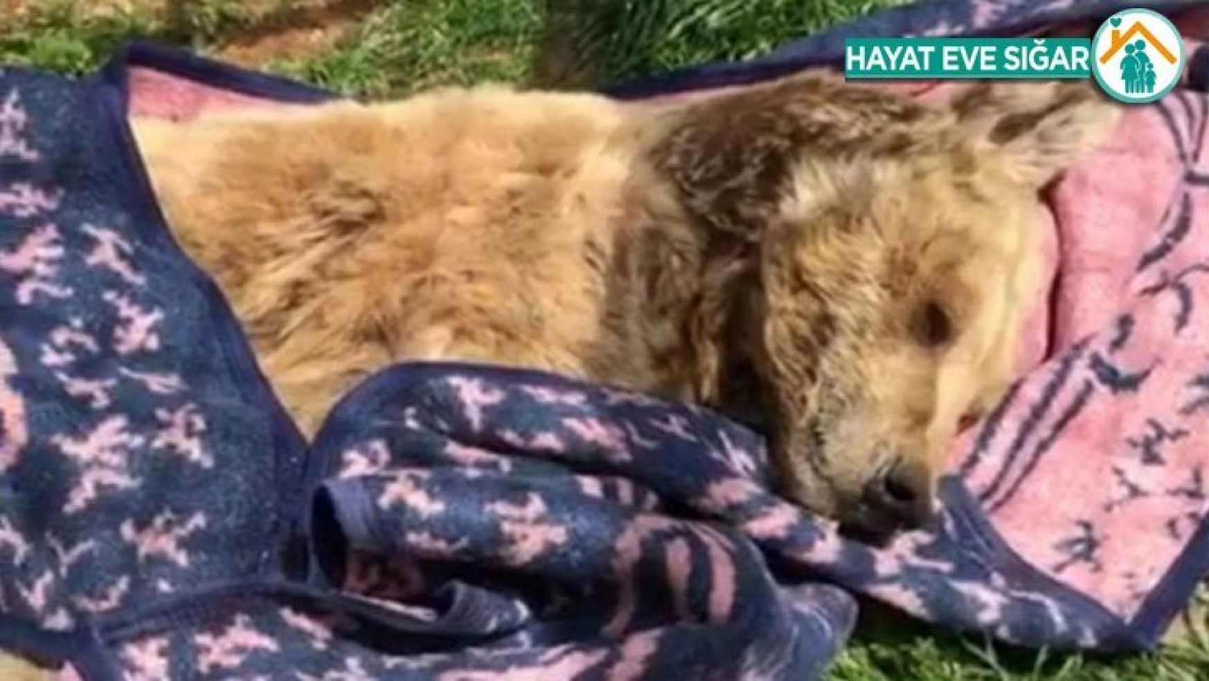 Türkiye'nin en yaşlı ayısı 'Meyvan' öldü