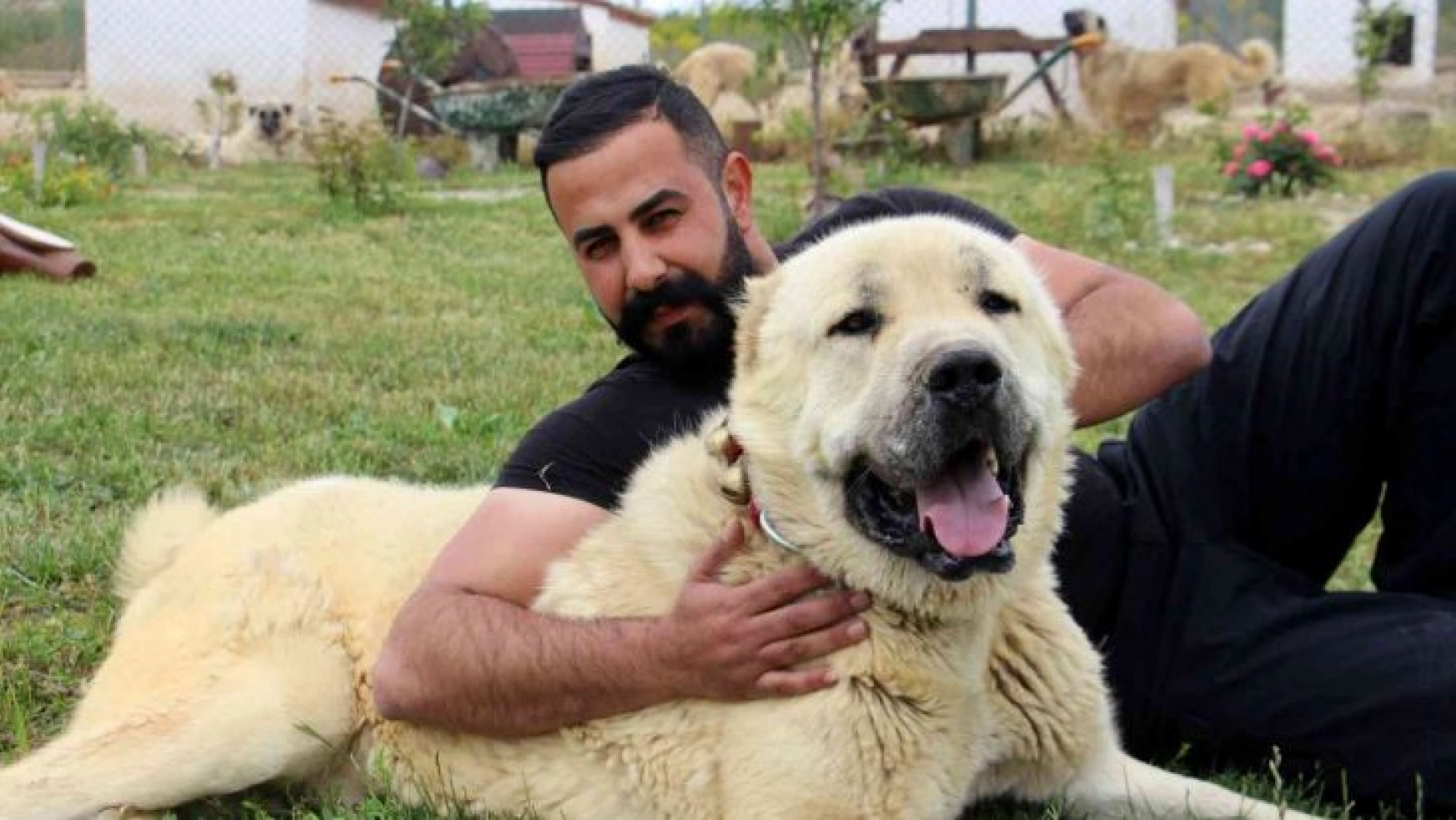 Uzman Kangal yetiştiricisi Taşdelen Kangal köpeği Sivas'ta tanıtılmalı