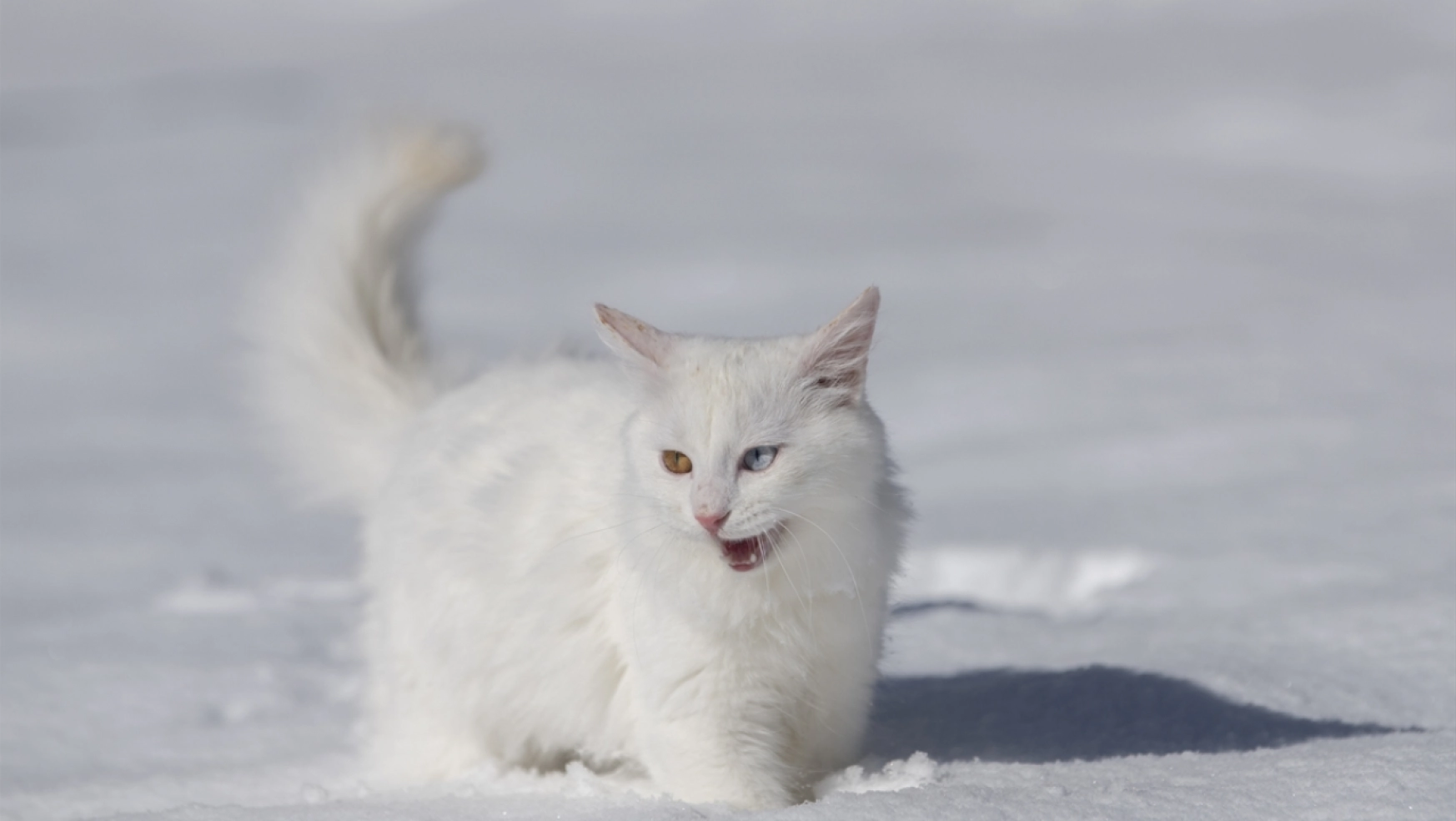 Van Kedileri, beyaz örtü üzerinde dolaşarak karın tadını çıkardı