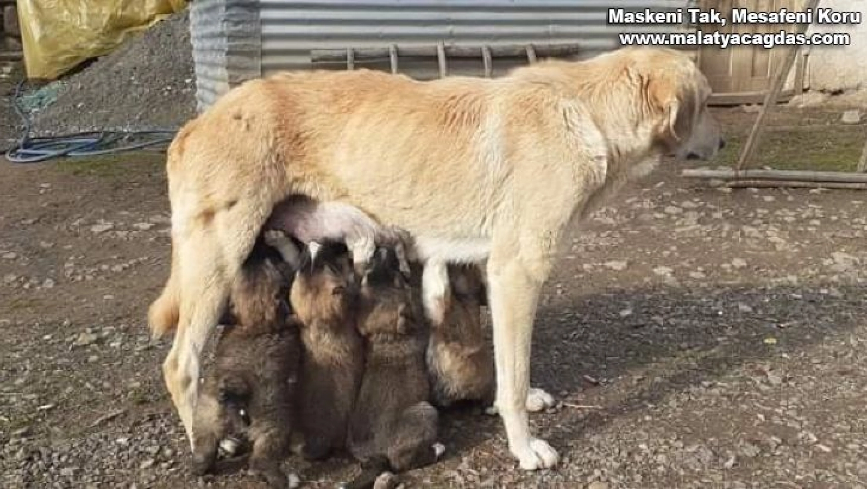 Yavru köpekler annelerine kavuştu