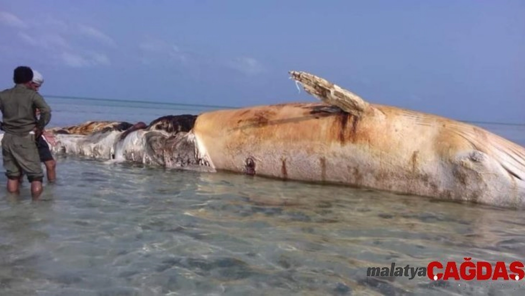 Yemen'de dev balina, deniz mayını patlaması sonucu telef oldu