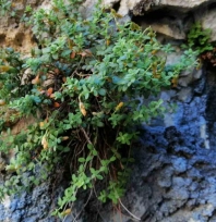 Bilim İnsanları Karşılaştırdı: Malatya Kantaronu Kimyasal İçerikte Fark Yarattı