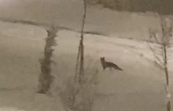 Aç kalan tilki şehir merkezine indi